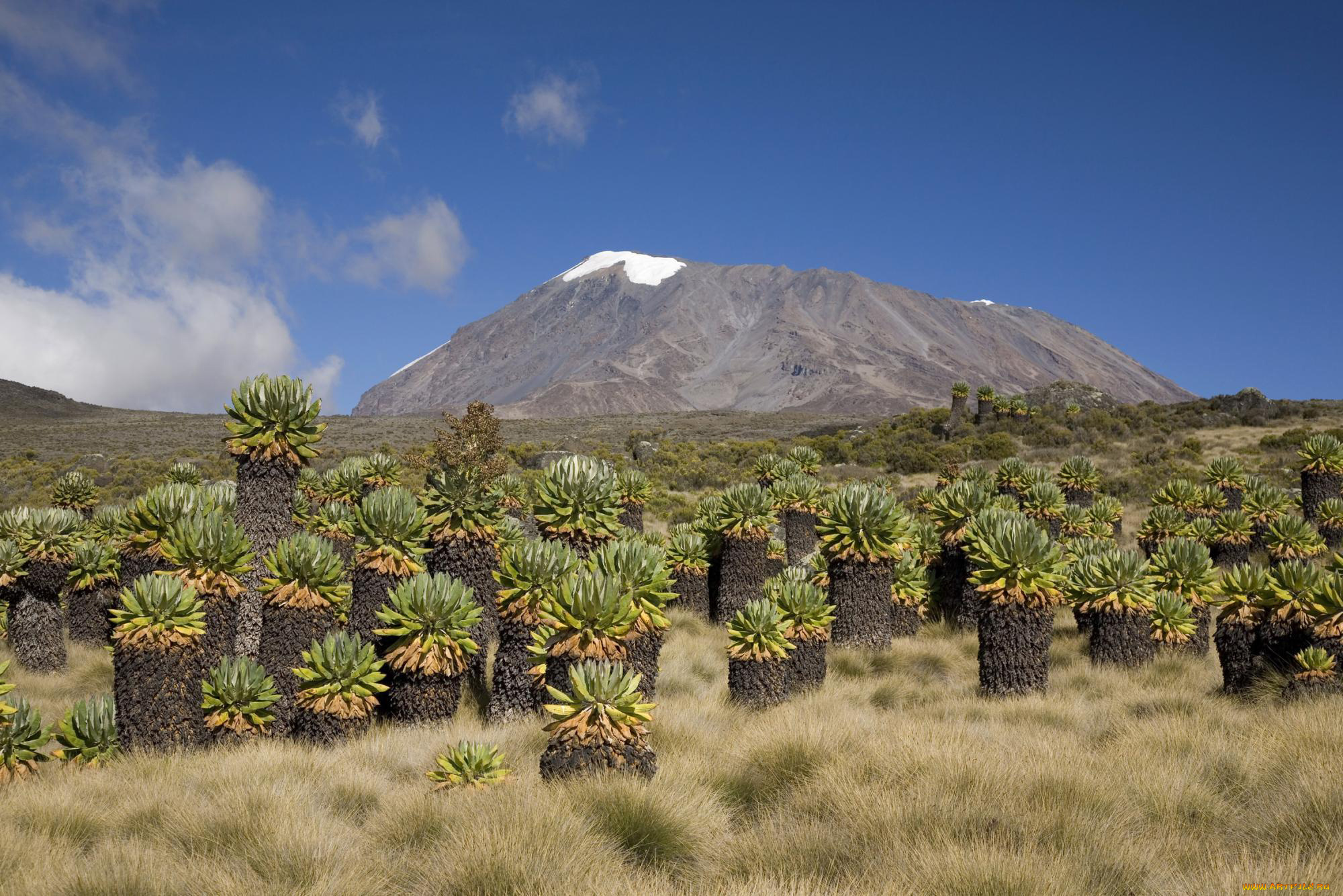 kenya, amboseli, national, park, природа, пейзажи, kenya, amboseli, national, park, кактусы, горы, пустыня, оазис