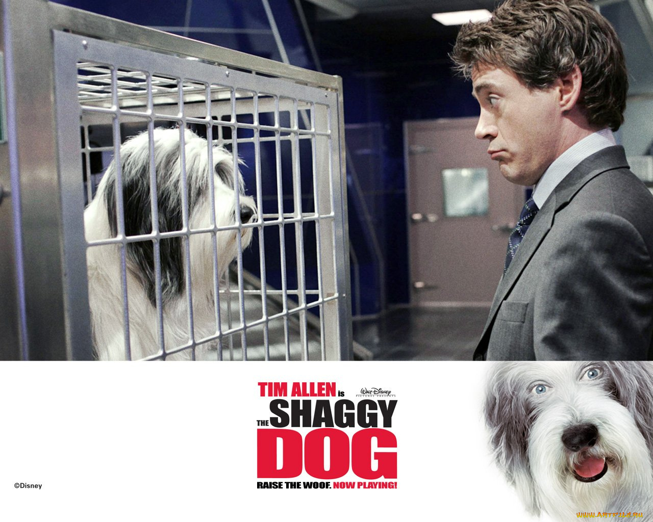 кино, фильмы, the, shaggy, dog