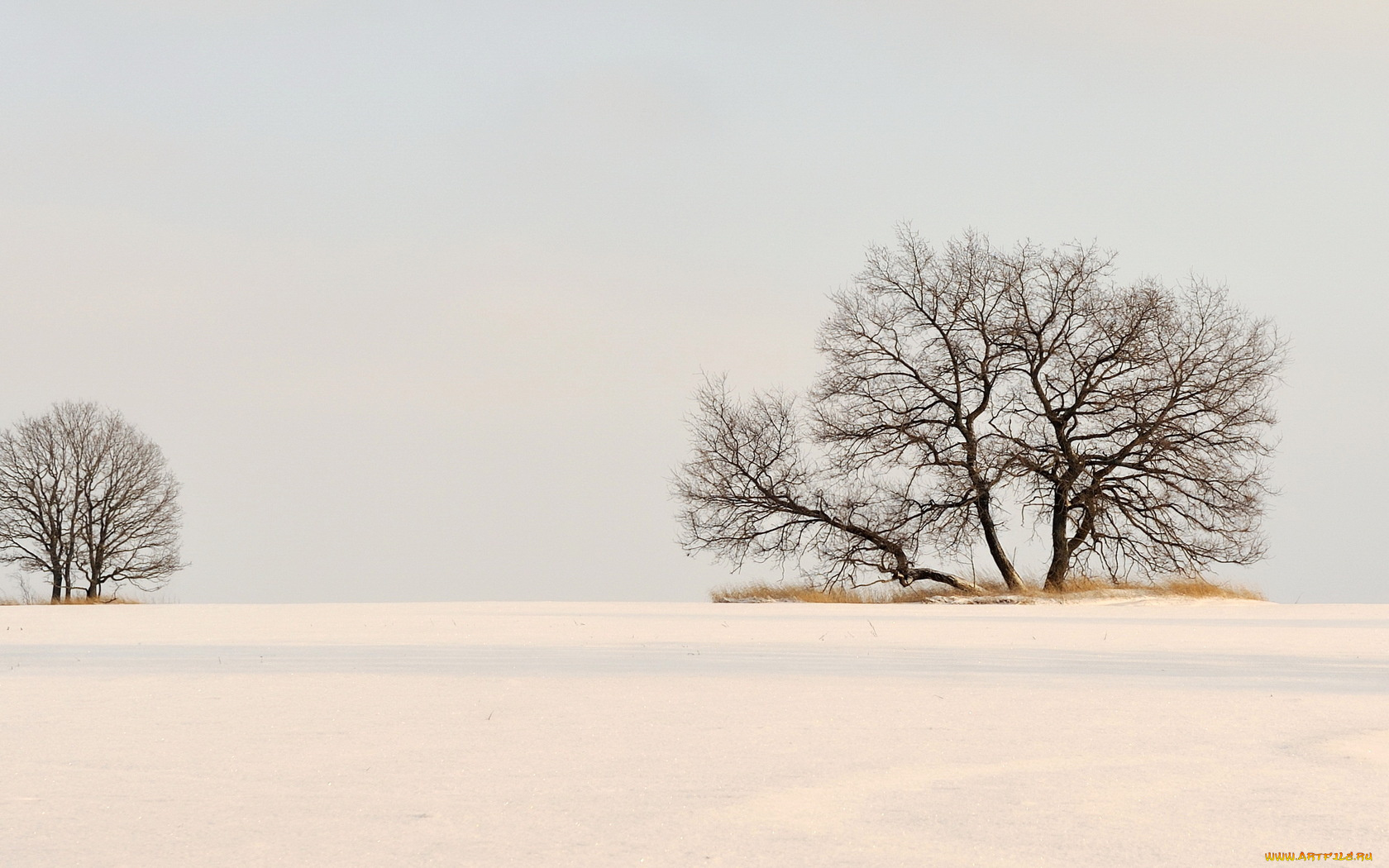 природа, зима, снег, поле, деревья