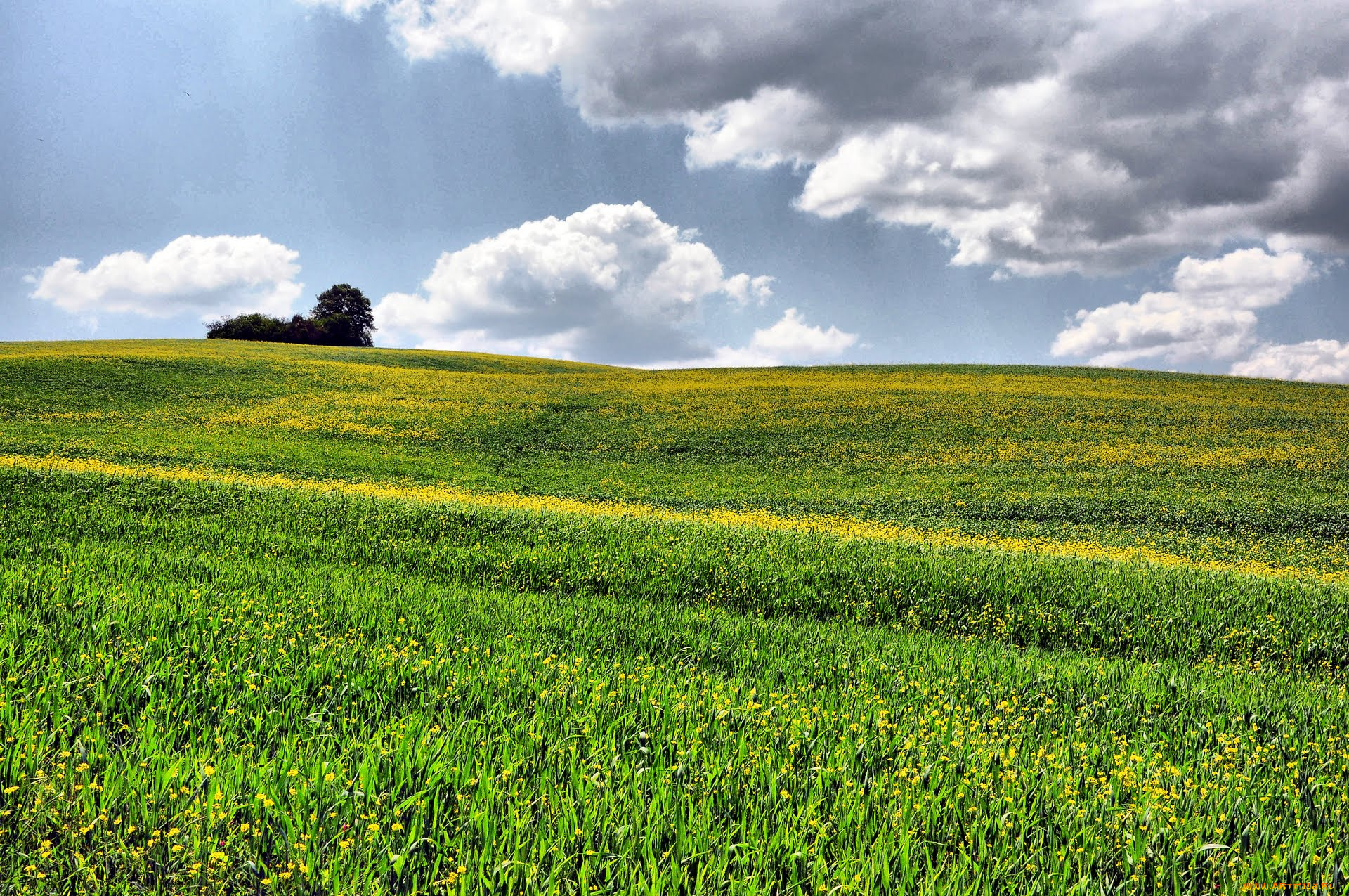 природа, луга, toscana