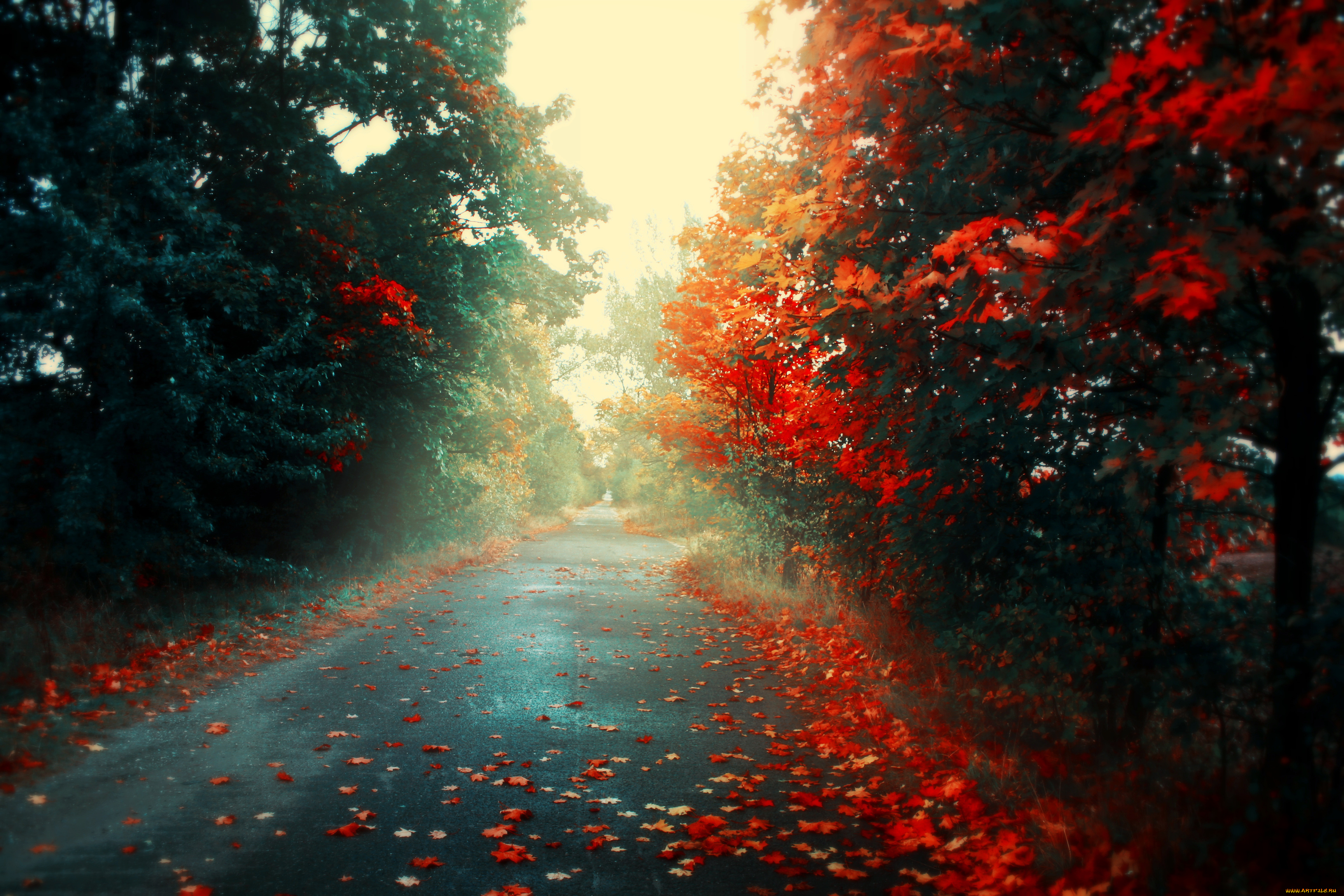 природа, дороги, Яркие, цвета, дорога, осень
