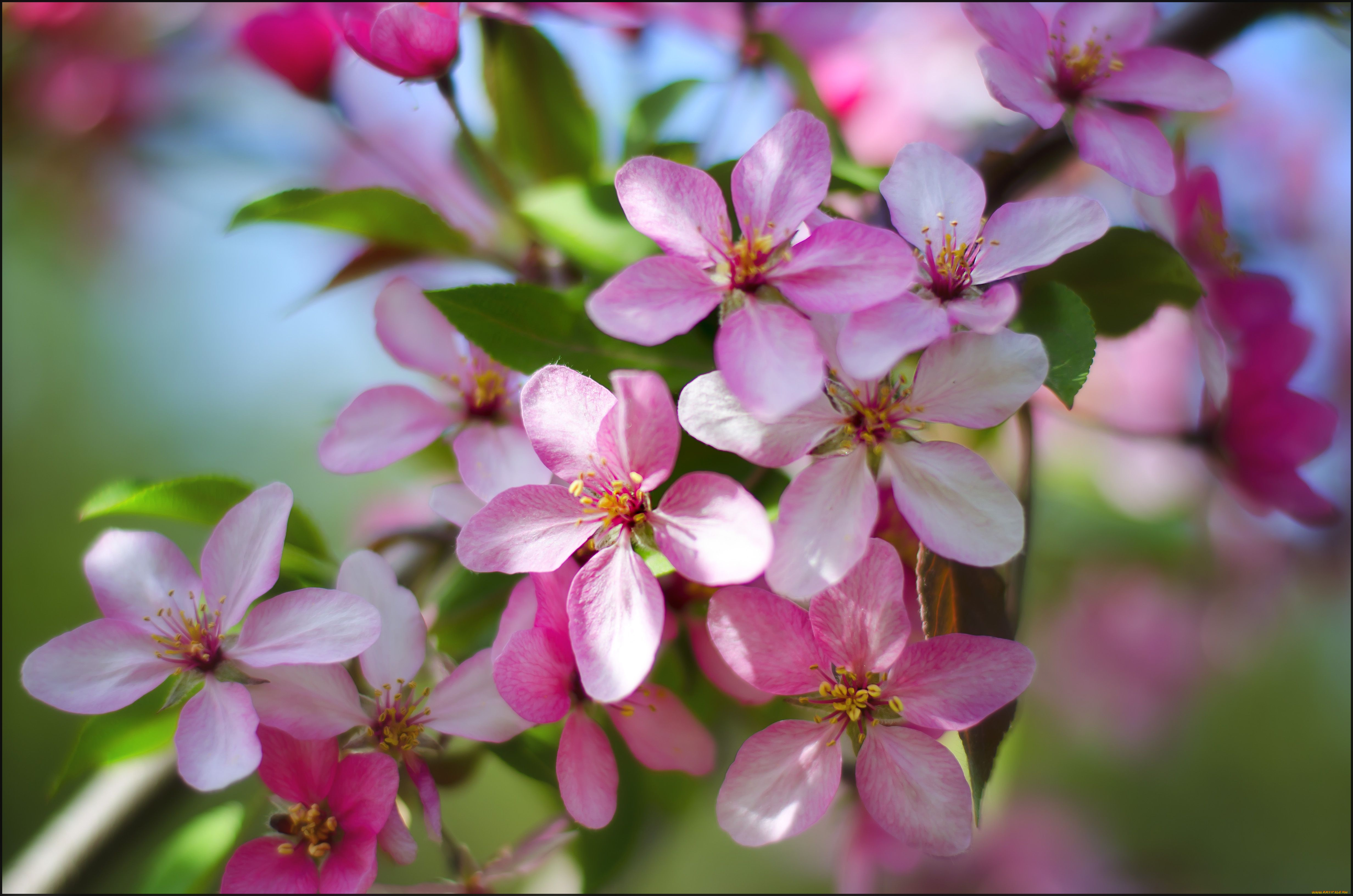 природа яблоко цветы nature Apple flowers бесплатно