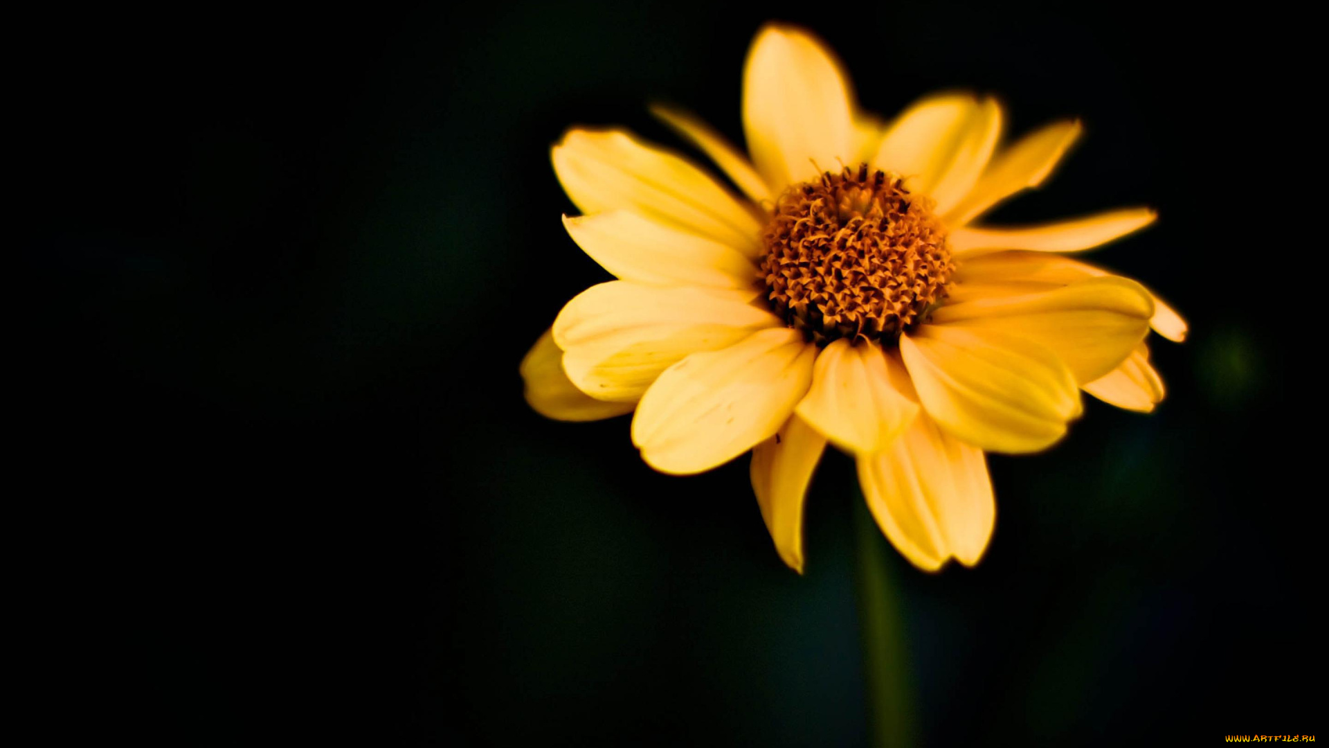 цветы, цветок, одинокий, желтый