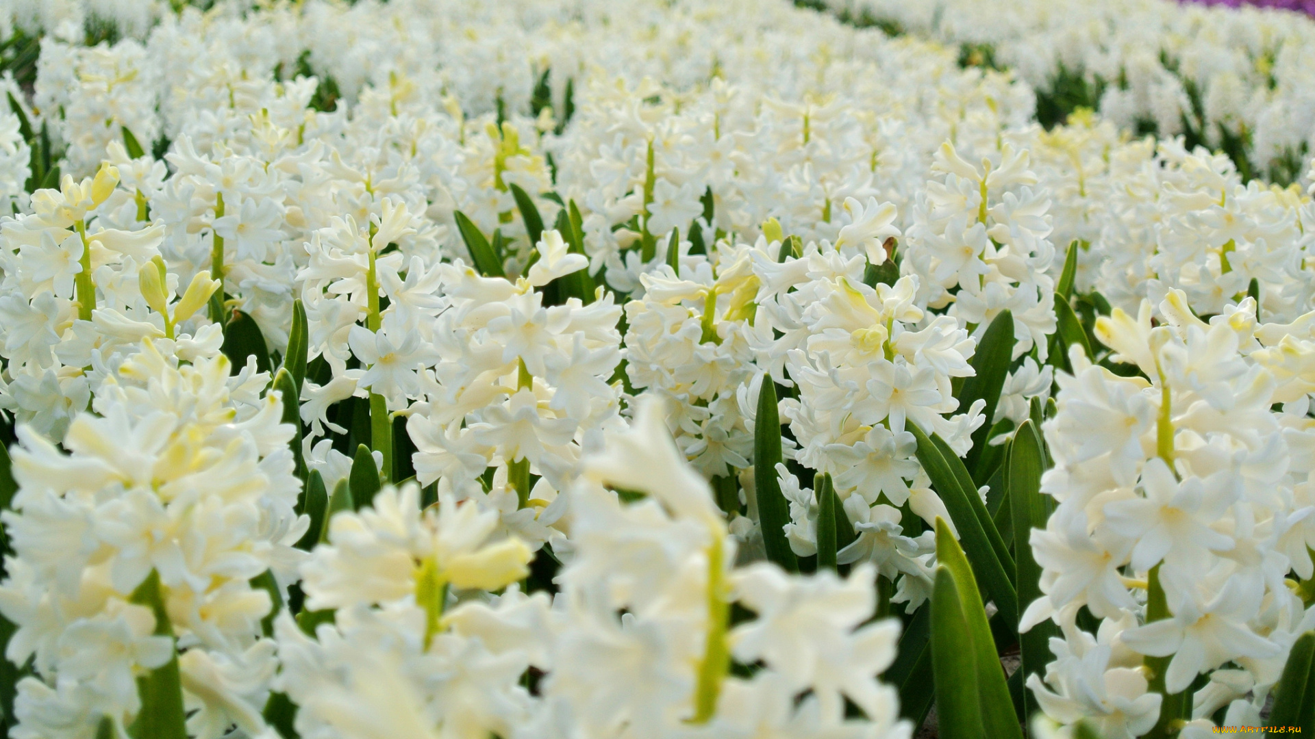 цветы, гиацинты, много, белый