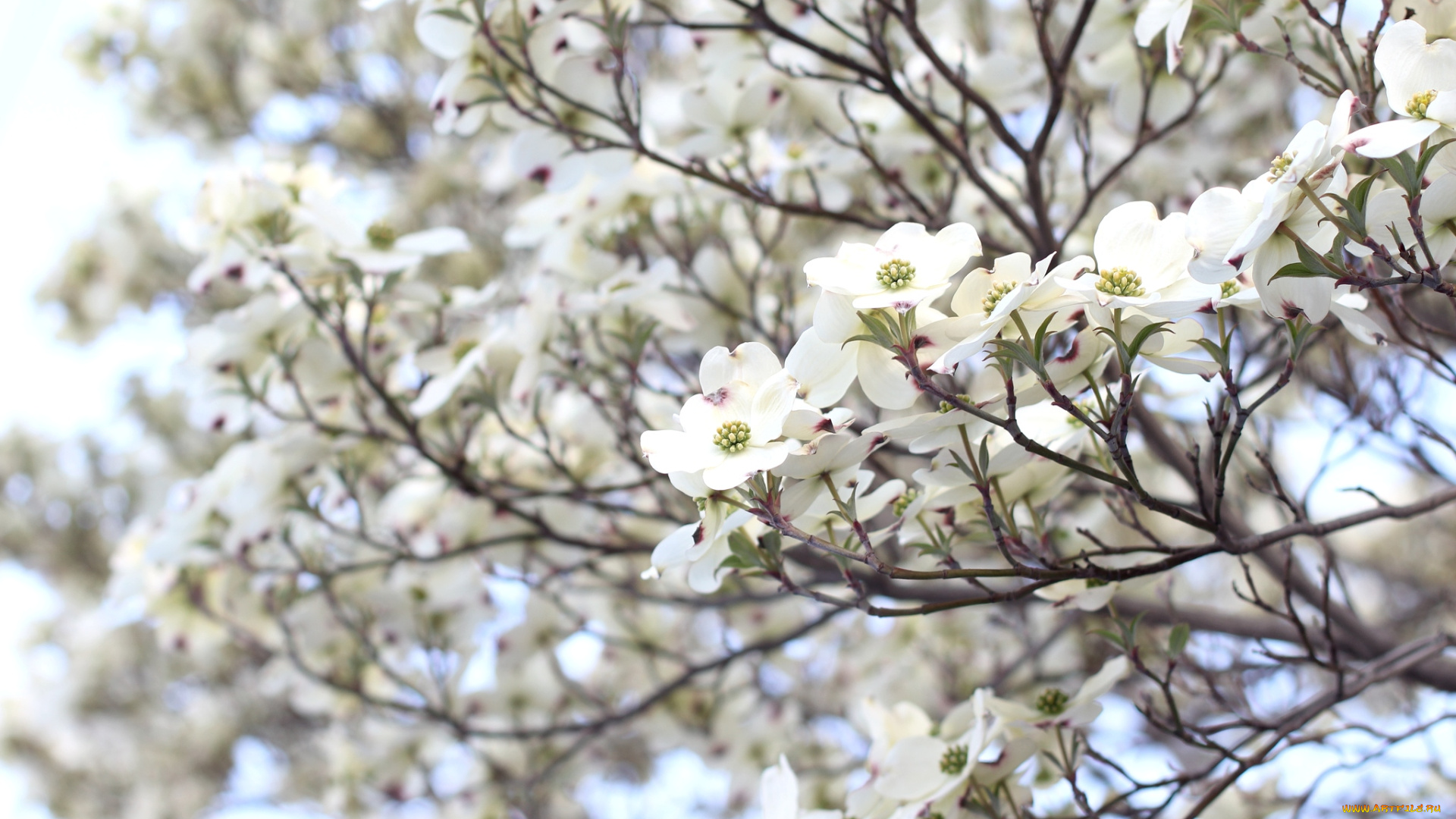 цветы, кизил, дерево, весна