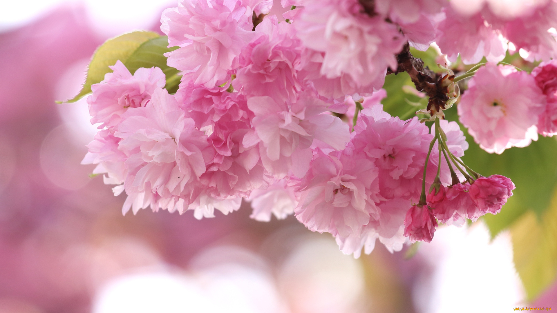 цветы, сакура, вишня, розовый, ветка