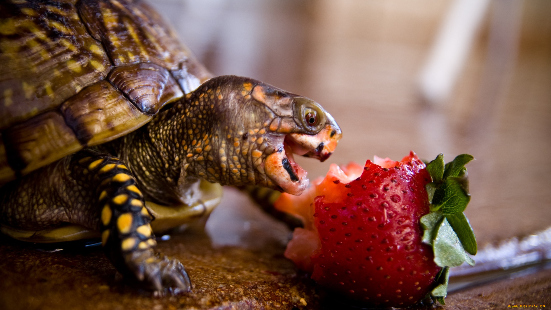 животные, Черепахи, turtle, strawberry, ягода, клубника