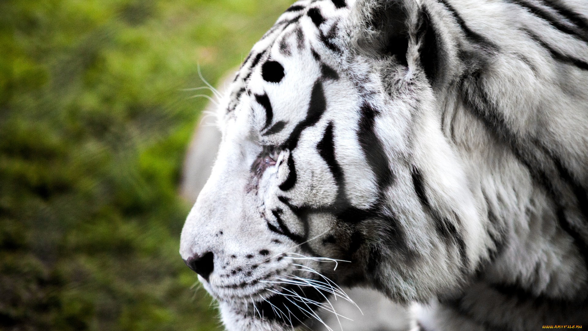 животные, тигры, профиль, белый