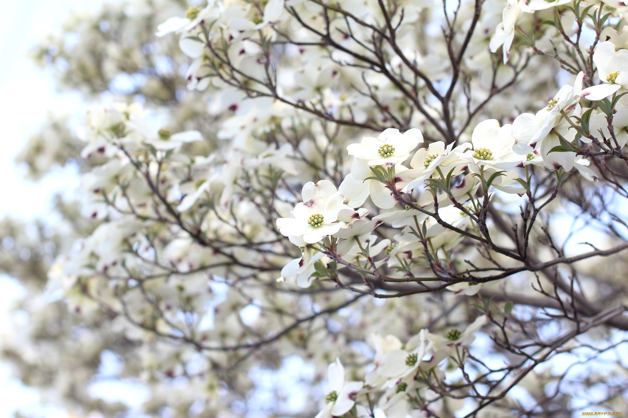 цветы, кизил, дерево, весна