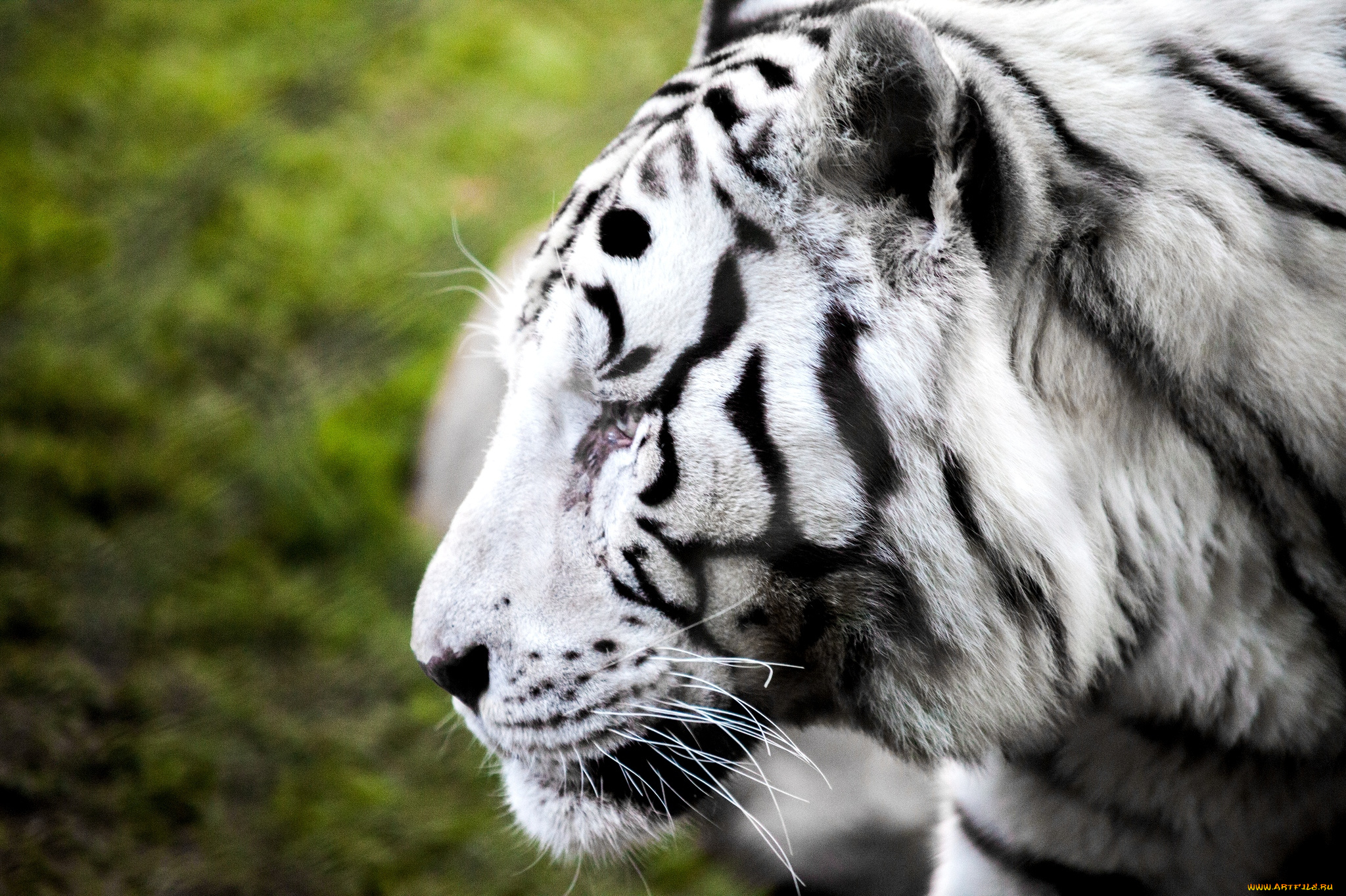 животные, тигры, профиль, белый