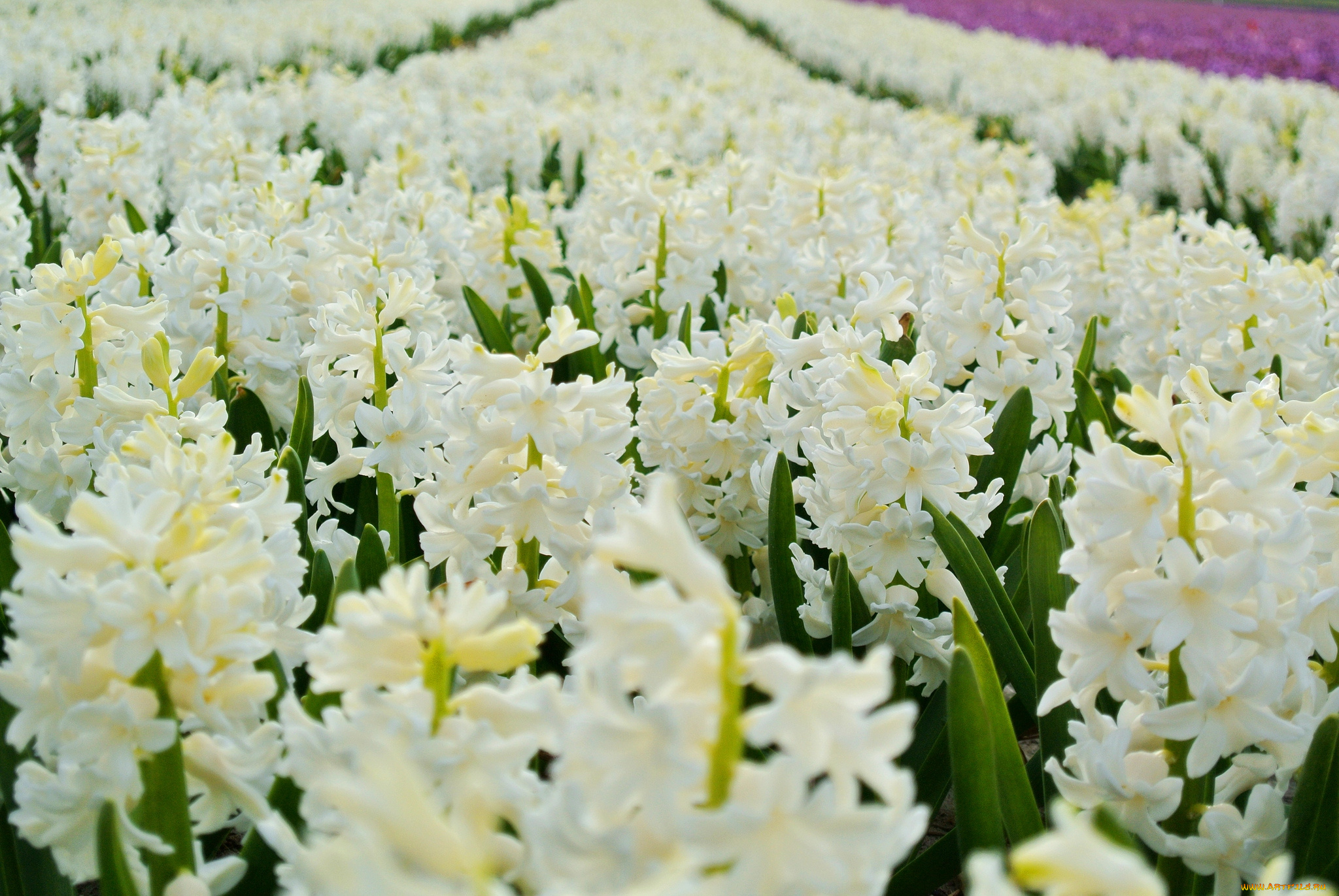 цветы, гиацинты, много, белый