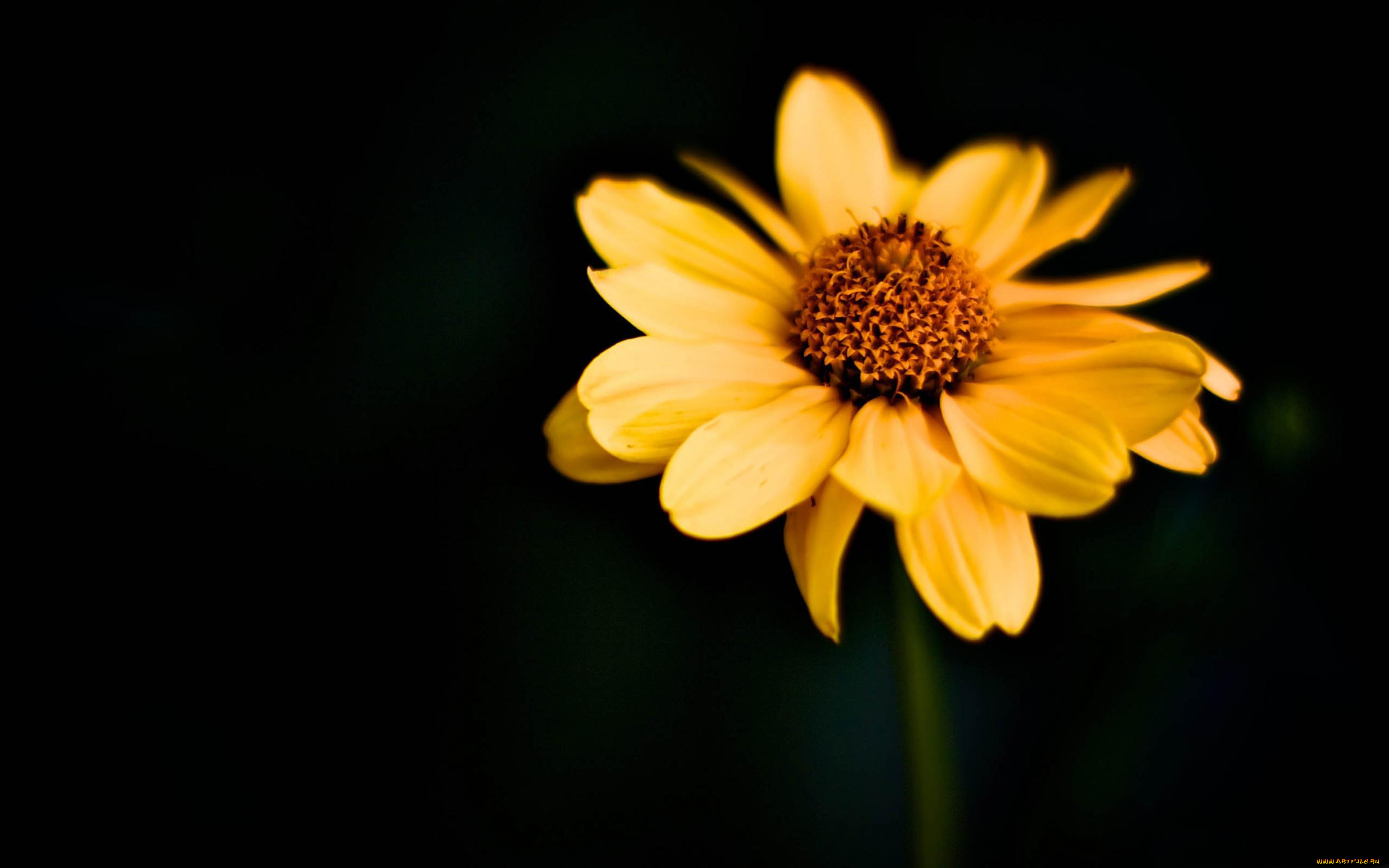 цветы, цветок, одинокий, желтый