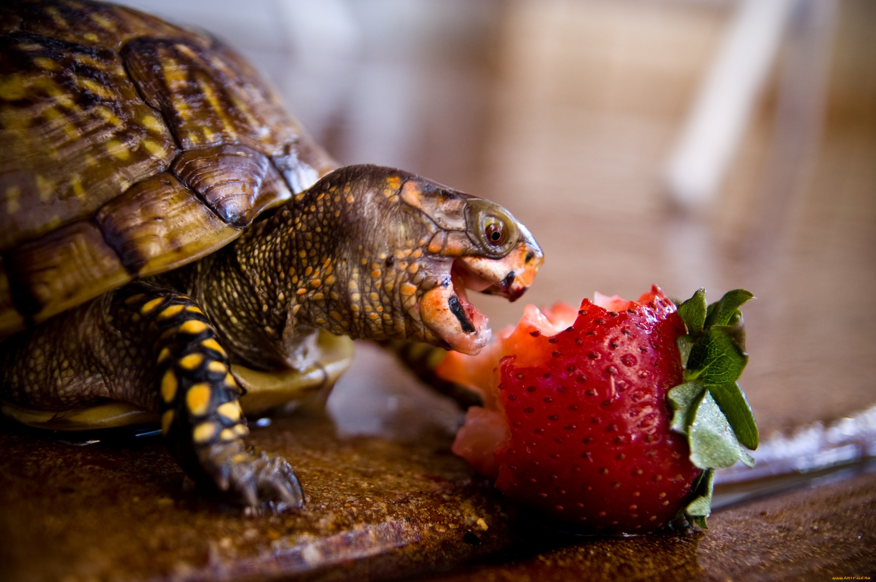 животные, Черепахи, turtle, strawberry, ягода, клубника
