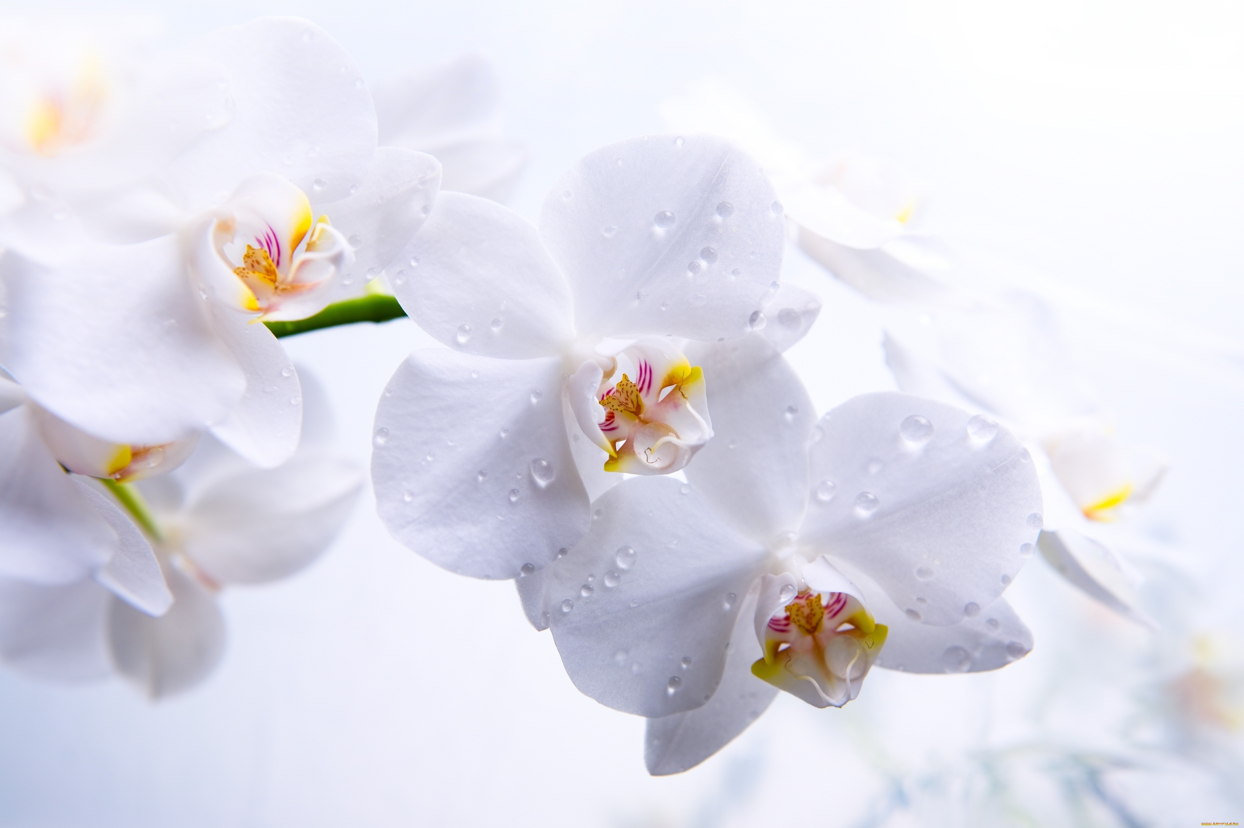 цветы, орхидеи, орхидея, белая, ветка