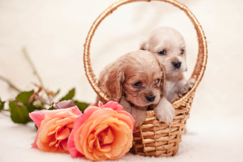Картинка животные собаки розы корзина спаниель