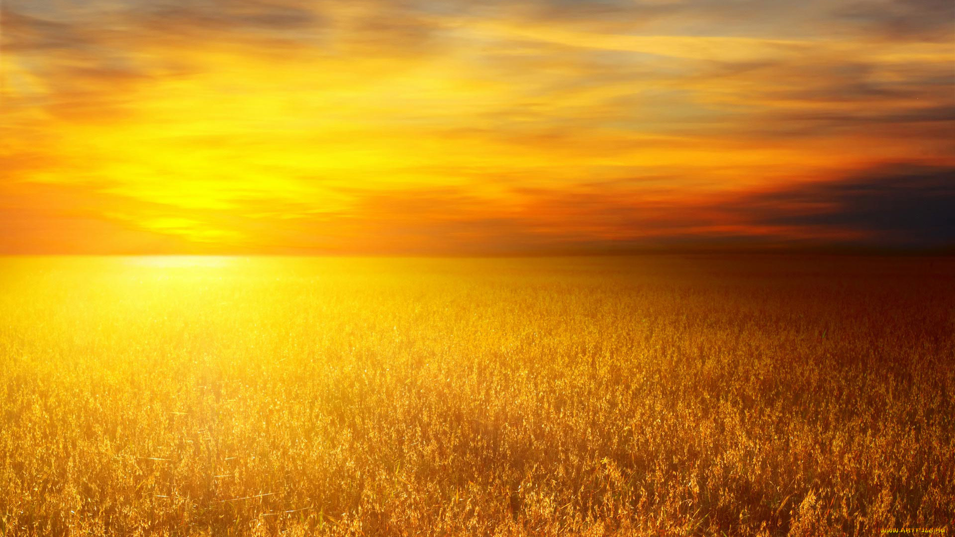 природа, поля, солнце, поле, пшеница, рассвет, небо, свет