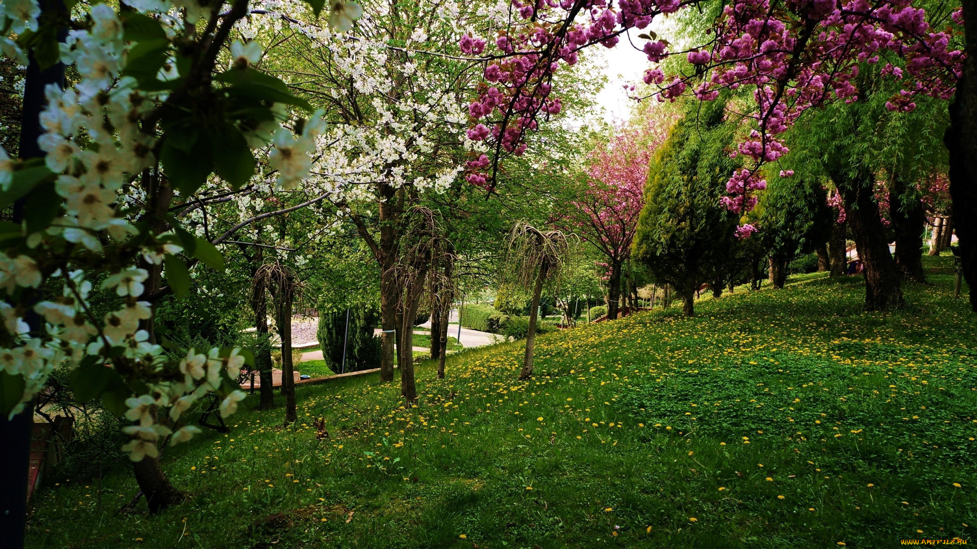 природа, парк, аллея, весна, деревья, лужайка
