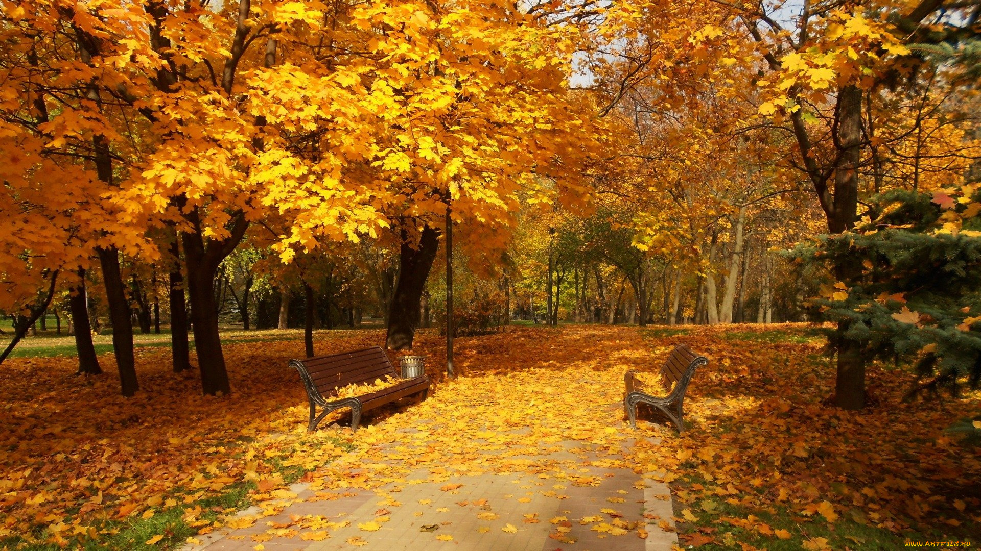 природа, парк, листья, осень, листопад, клены, скамейки, аллея