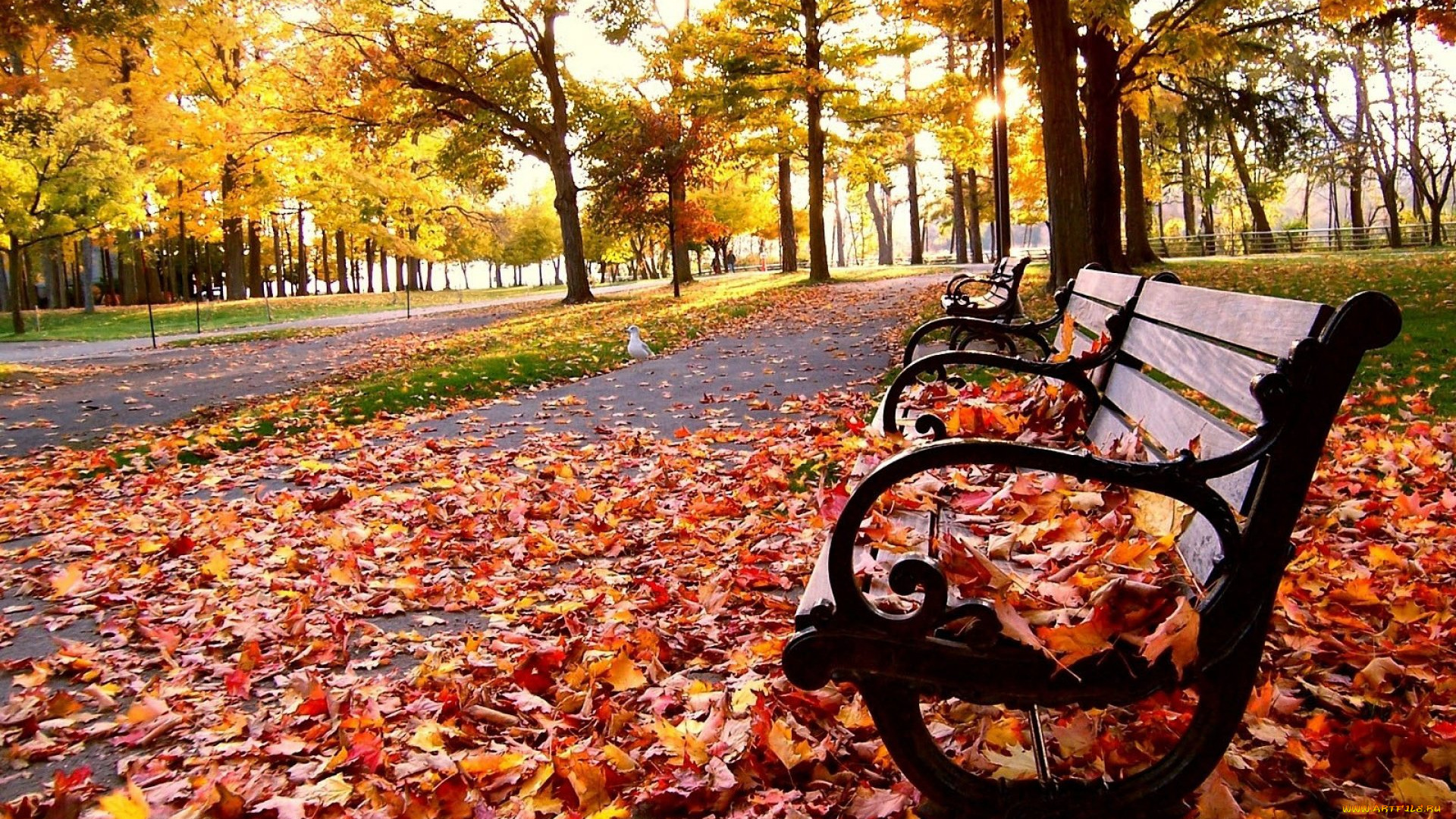 природа, парк, скамейка, листва, листопад, осень, аллея