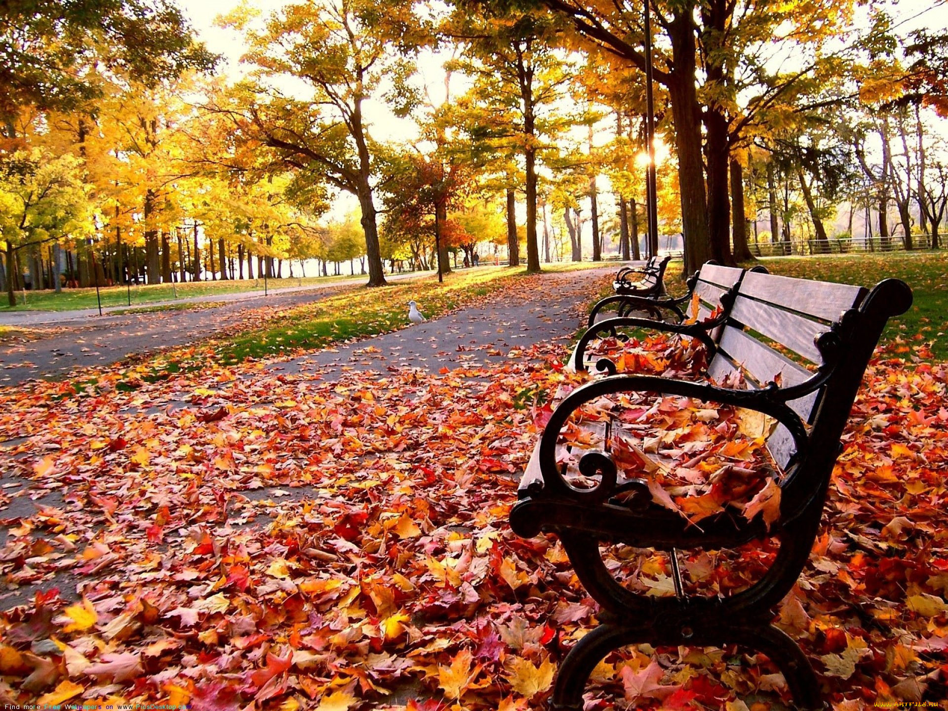 природа, парк, скамейка, листва, листопад, осень, аллея