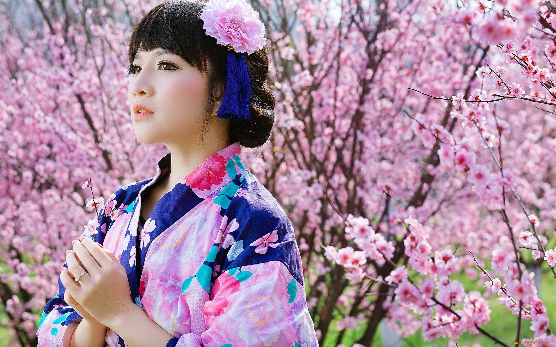 девушки, -, азиатки, кимоно, сакура, цветение