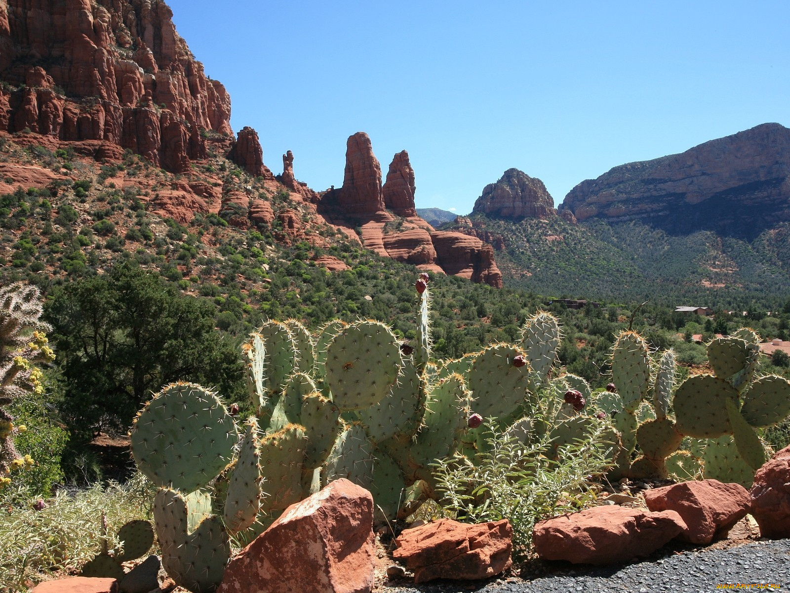 Organ Pipe Cactus, Alamo Canyon, Arizona загрузить