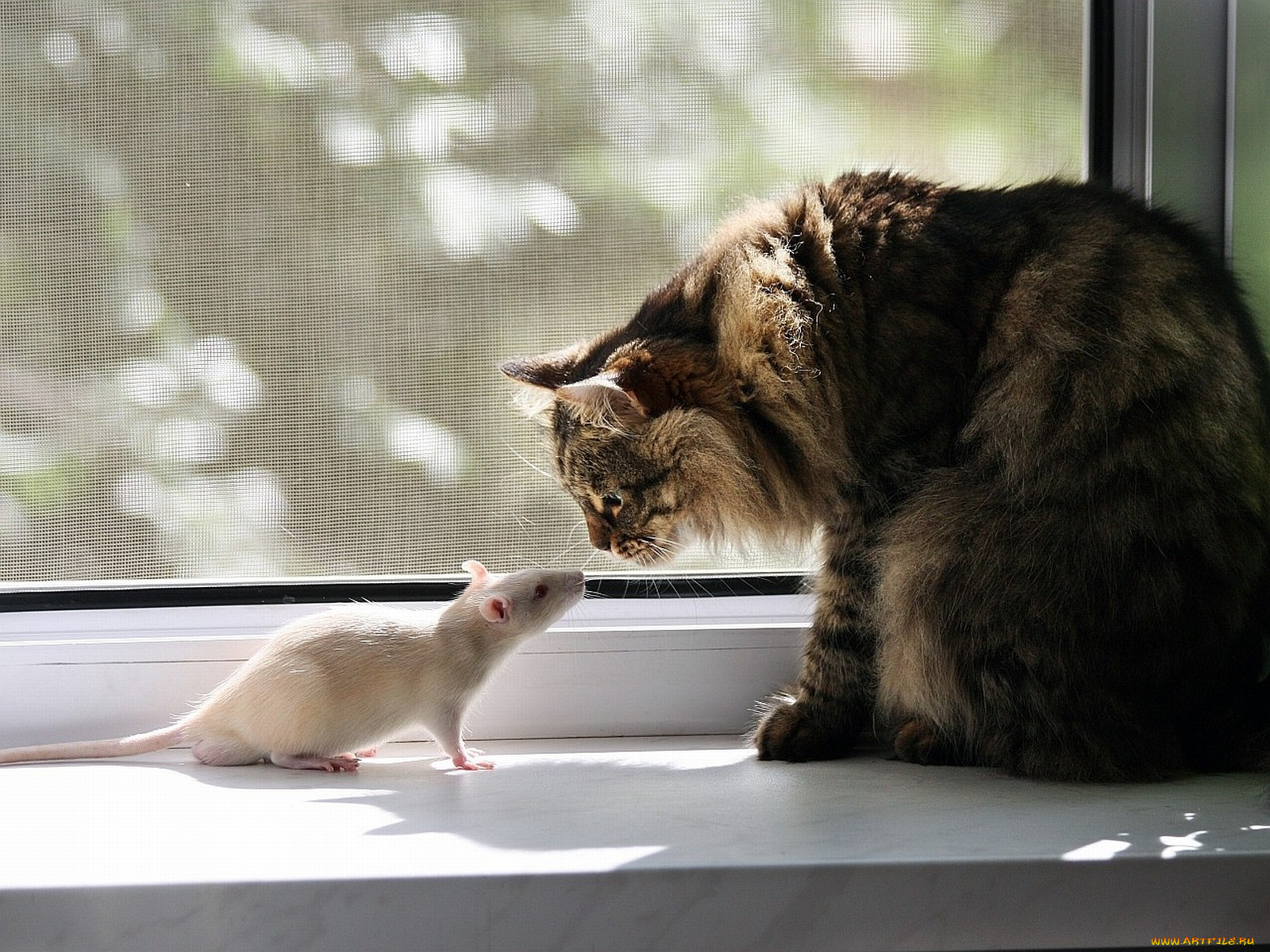 животные, разные, вместе, кошка, крыса, интерес, парадокс