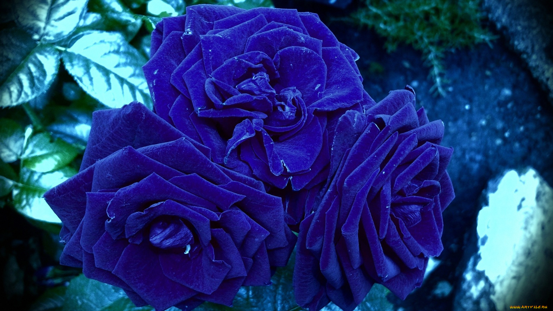 роза капли синяя rose drops blue без смс
