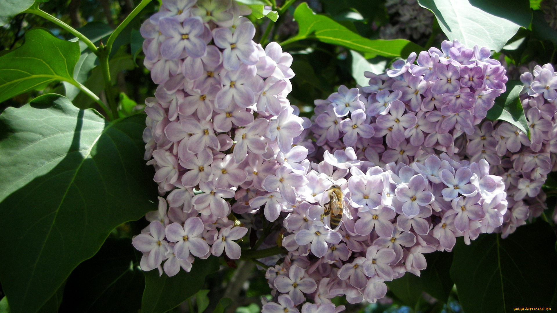 цветы, сирень