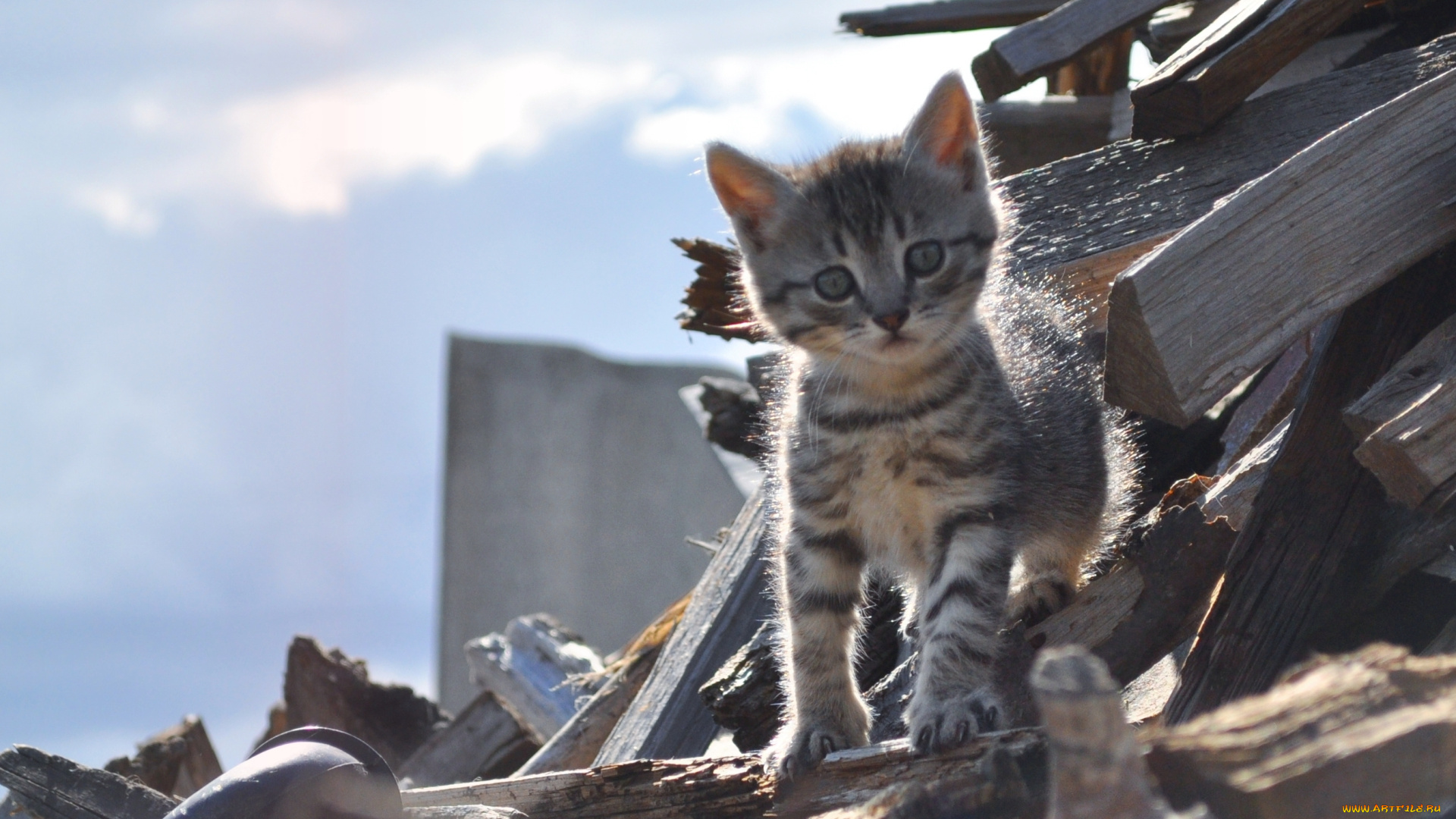 животные, коты, котёнок