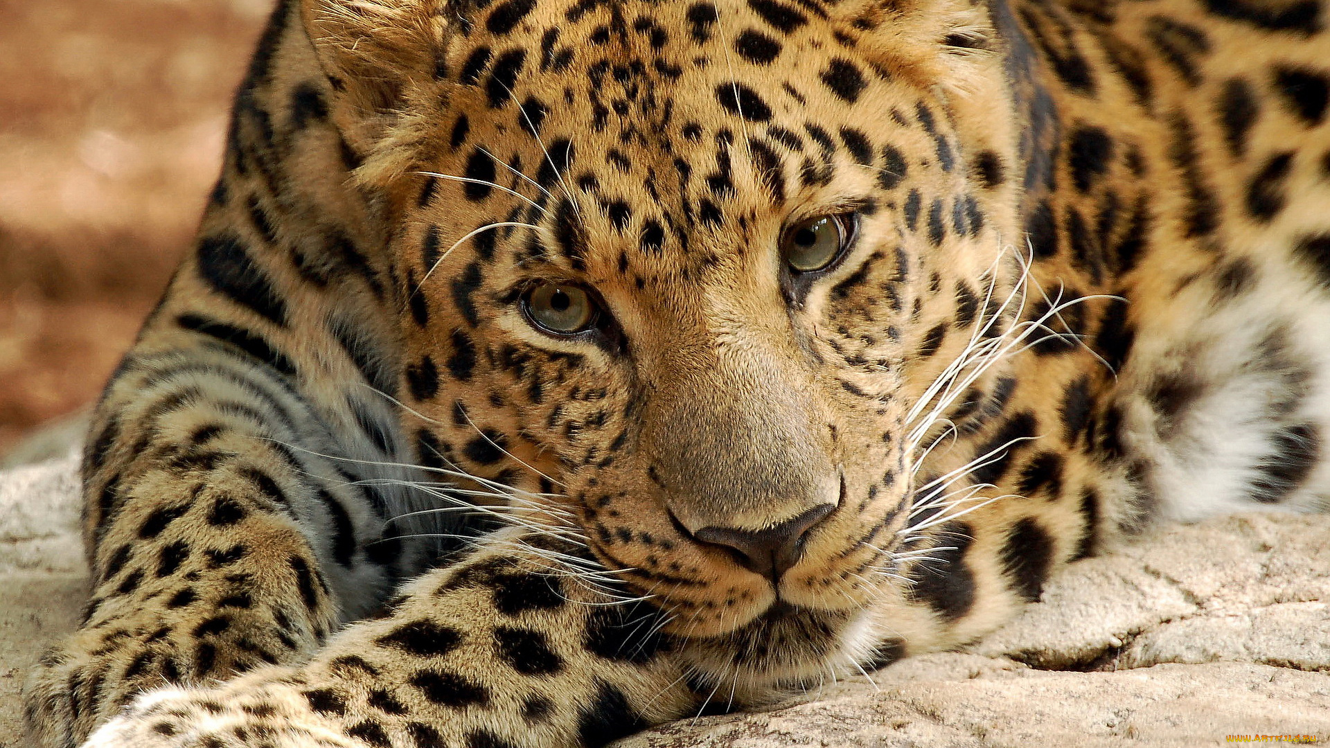 животные, леопарды, лежит, леопард, смотрит, морда, красивая, дикая, кошка