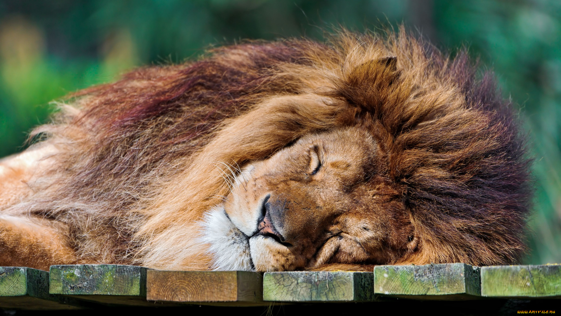 животные, львы, спящий, лев, царь, зверей