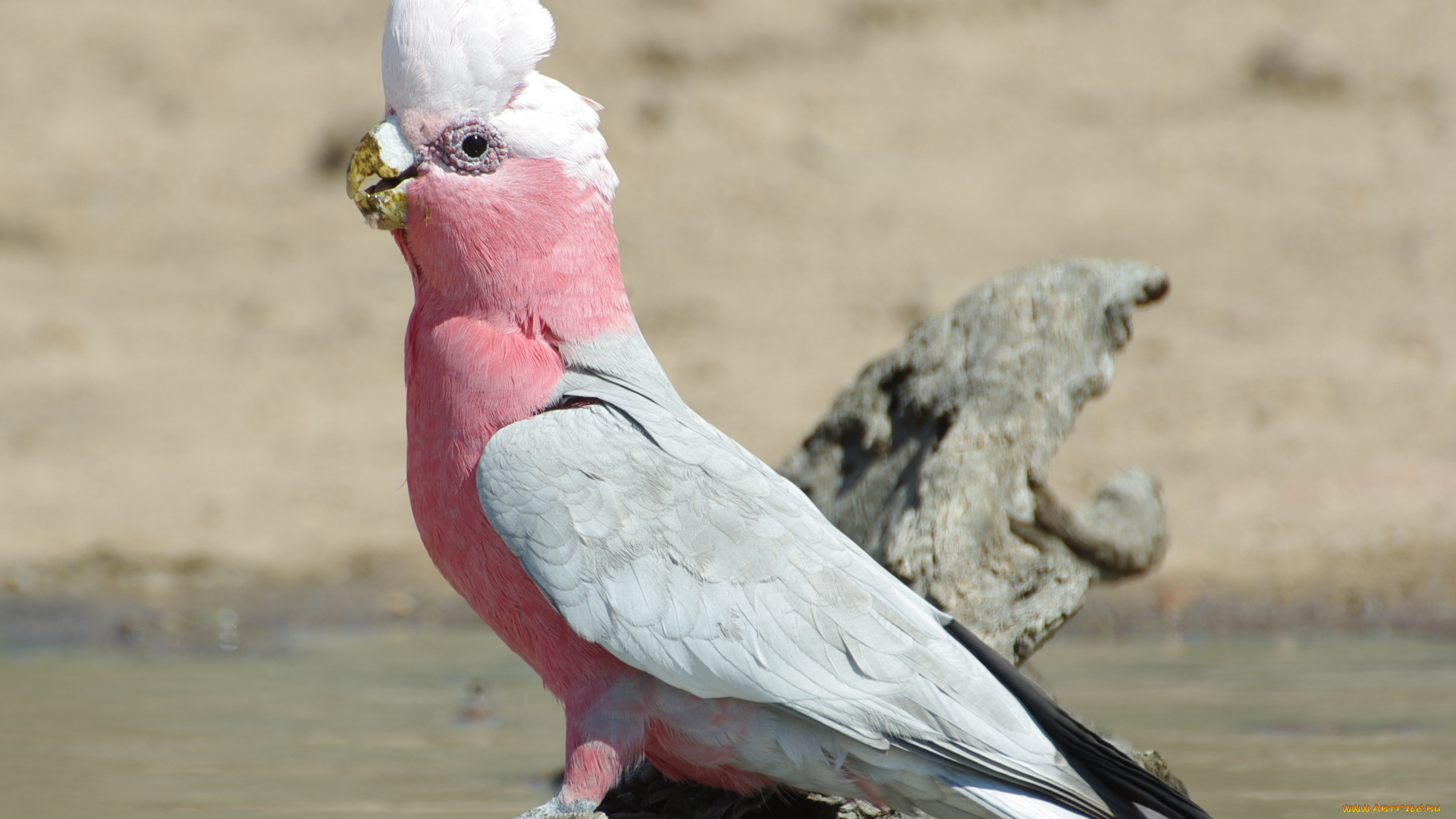 животные, попугаи, galah