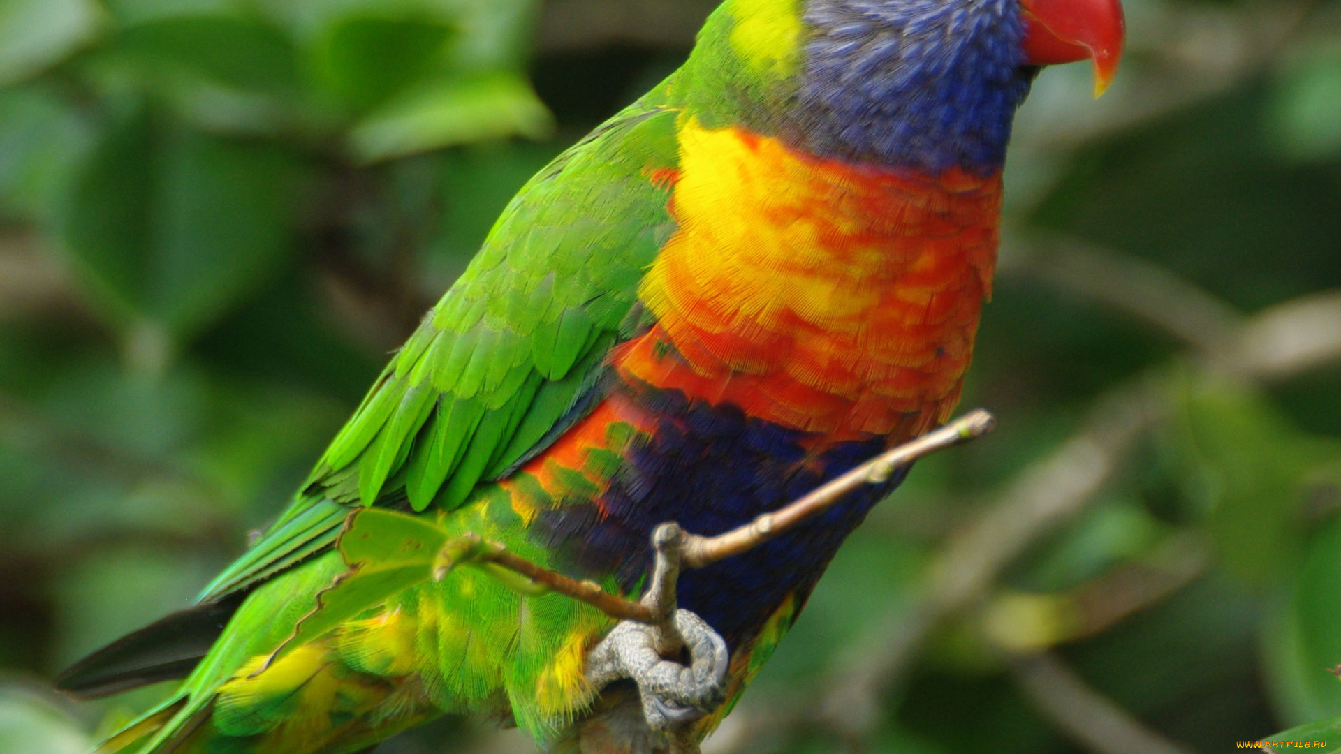 животные, попугаи, rainbow, lorikeet