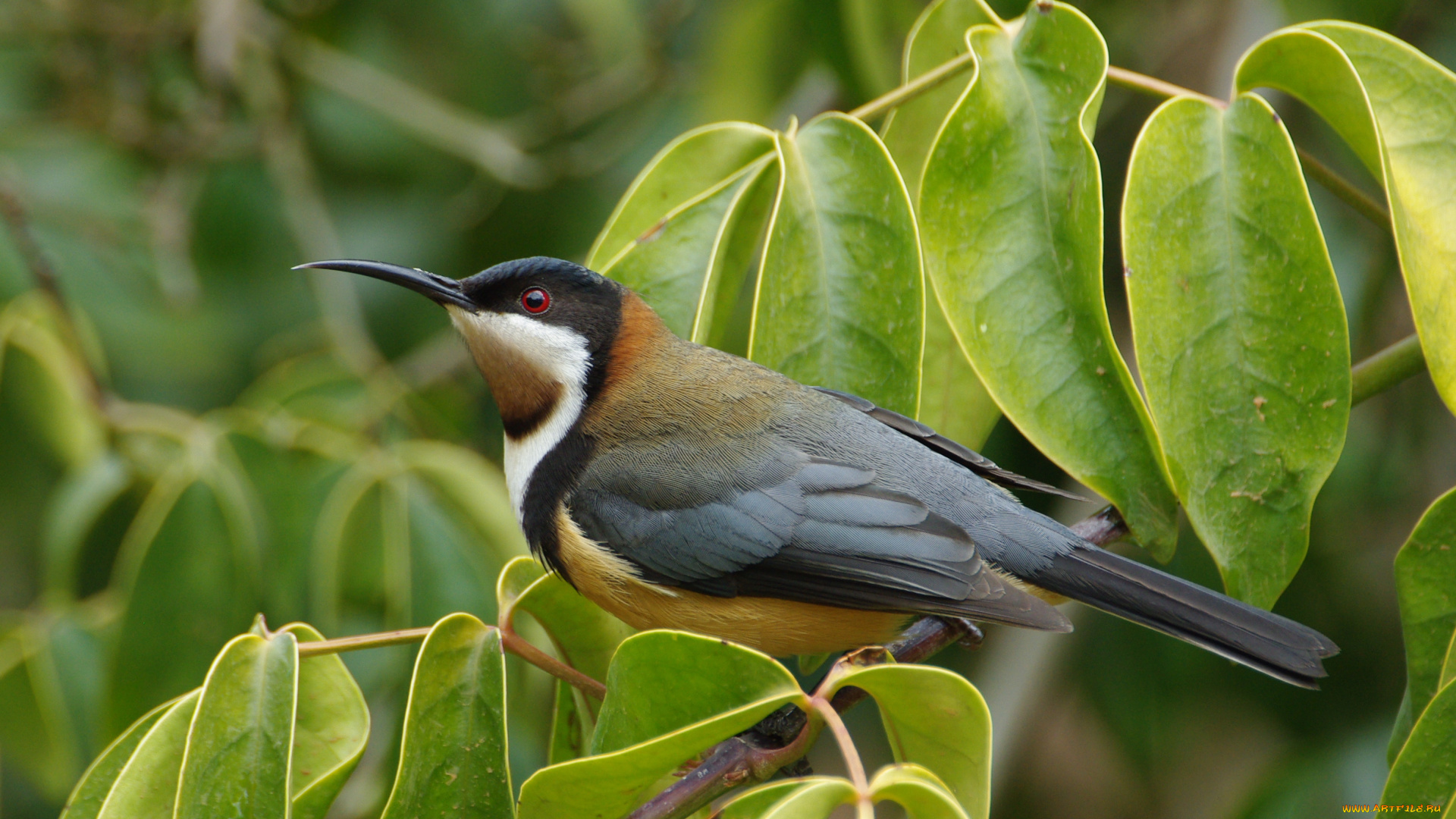 животные, птицы, восточный, шилоклювый, медосос, eastern, spinebill