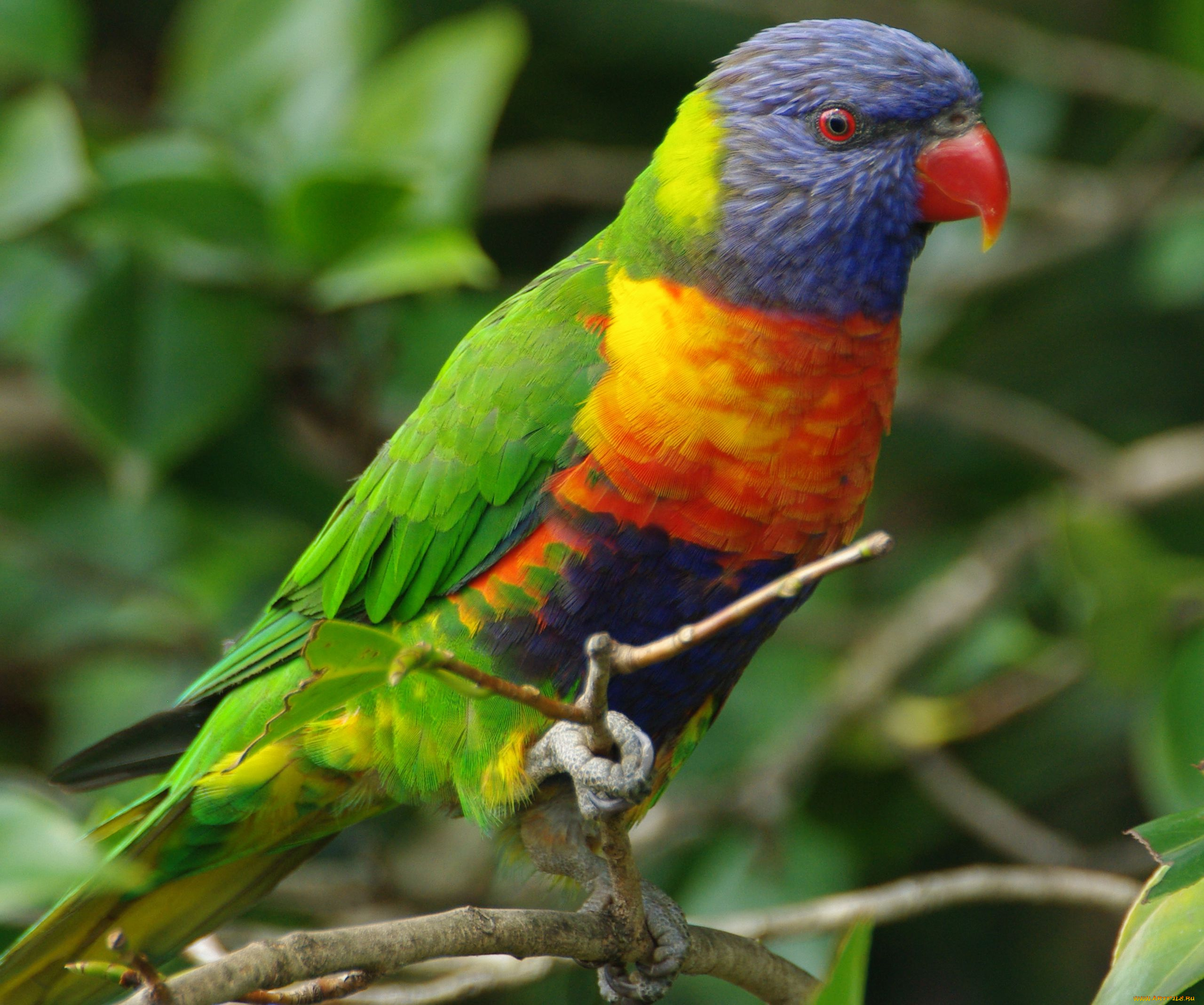 животные, попугаи, rainbow, lorikeet