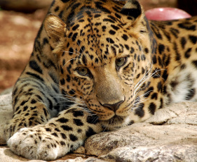 Картинка животные леопарды лежит леопард смотрит морда красивая дикая кошка