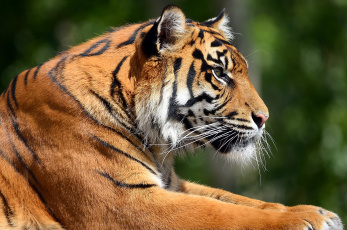 Картинка животные тигры профиль тигр морда