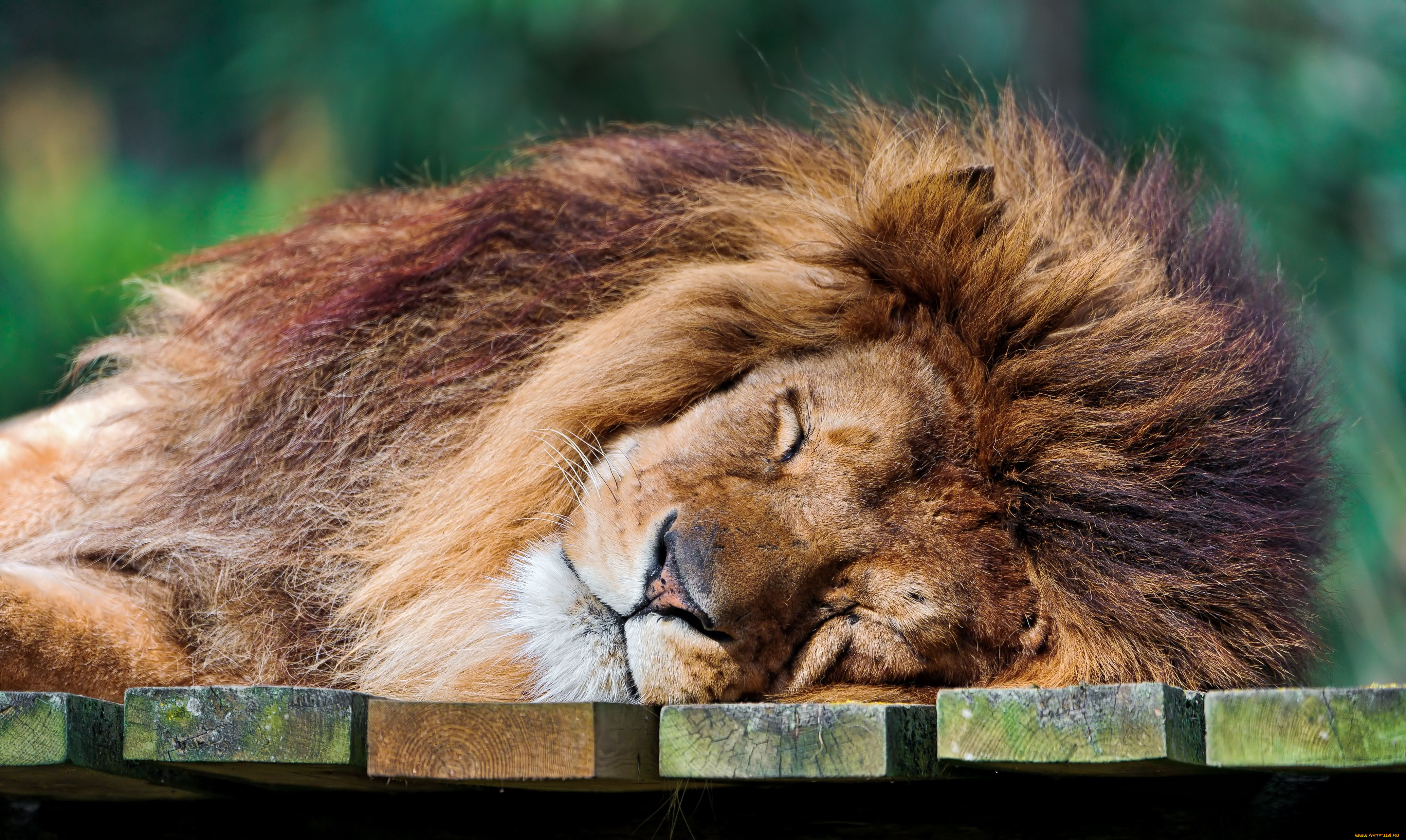 животные, львы, спящий, лев, царь, зверей