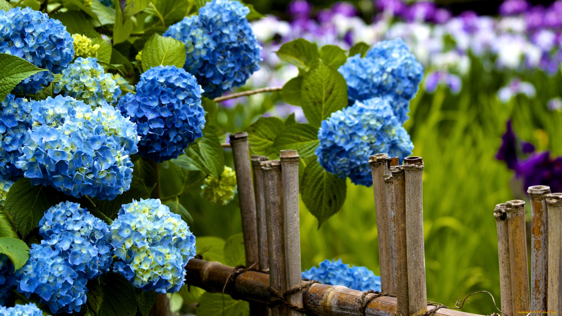 цветы, гортензия, заборчик, голубой
