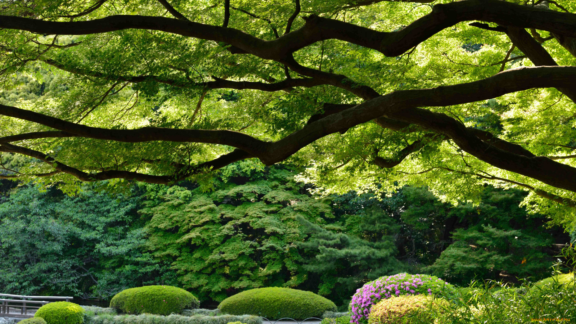 shinjuku, gyoen, national, garden, tokyo, japan, природа, парк, Япония, токио, синдзюку, гёэн