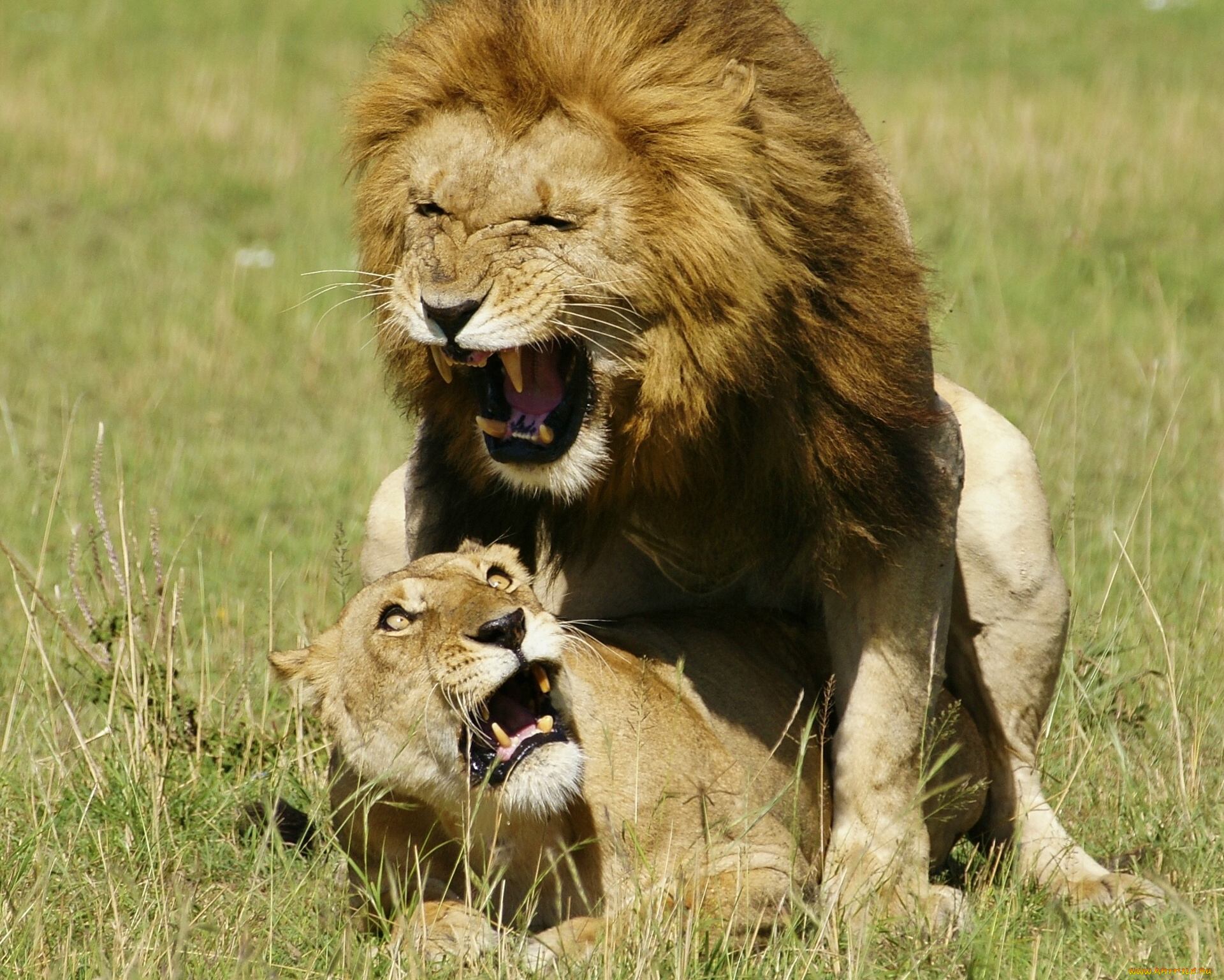 животные, львы, царь, зверей, дикие, кошки, любовь, ужас, львица