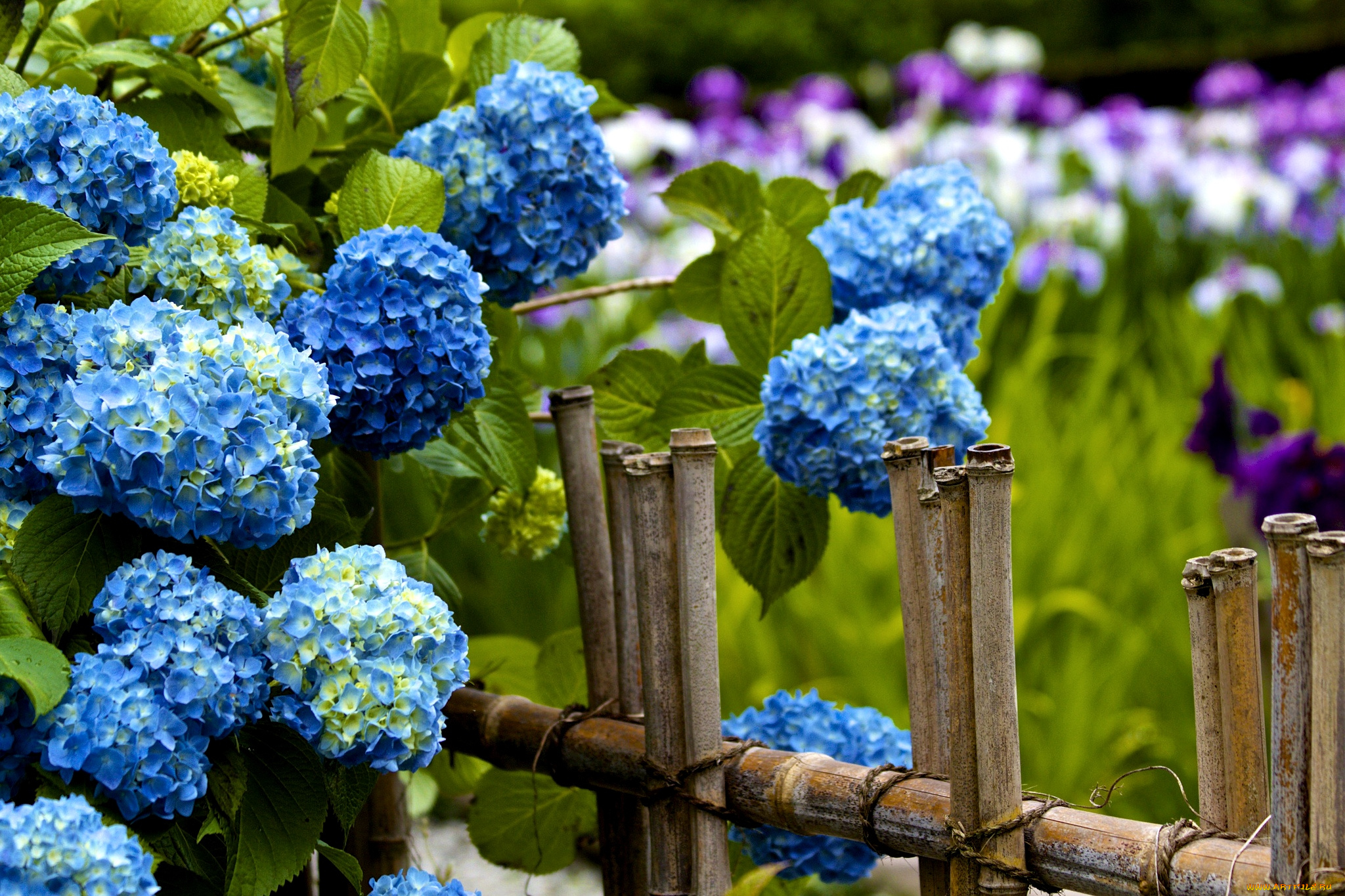 цветы, гортензия, заборчик, голубой