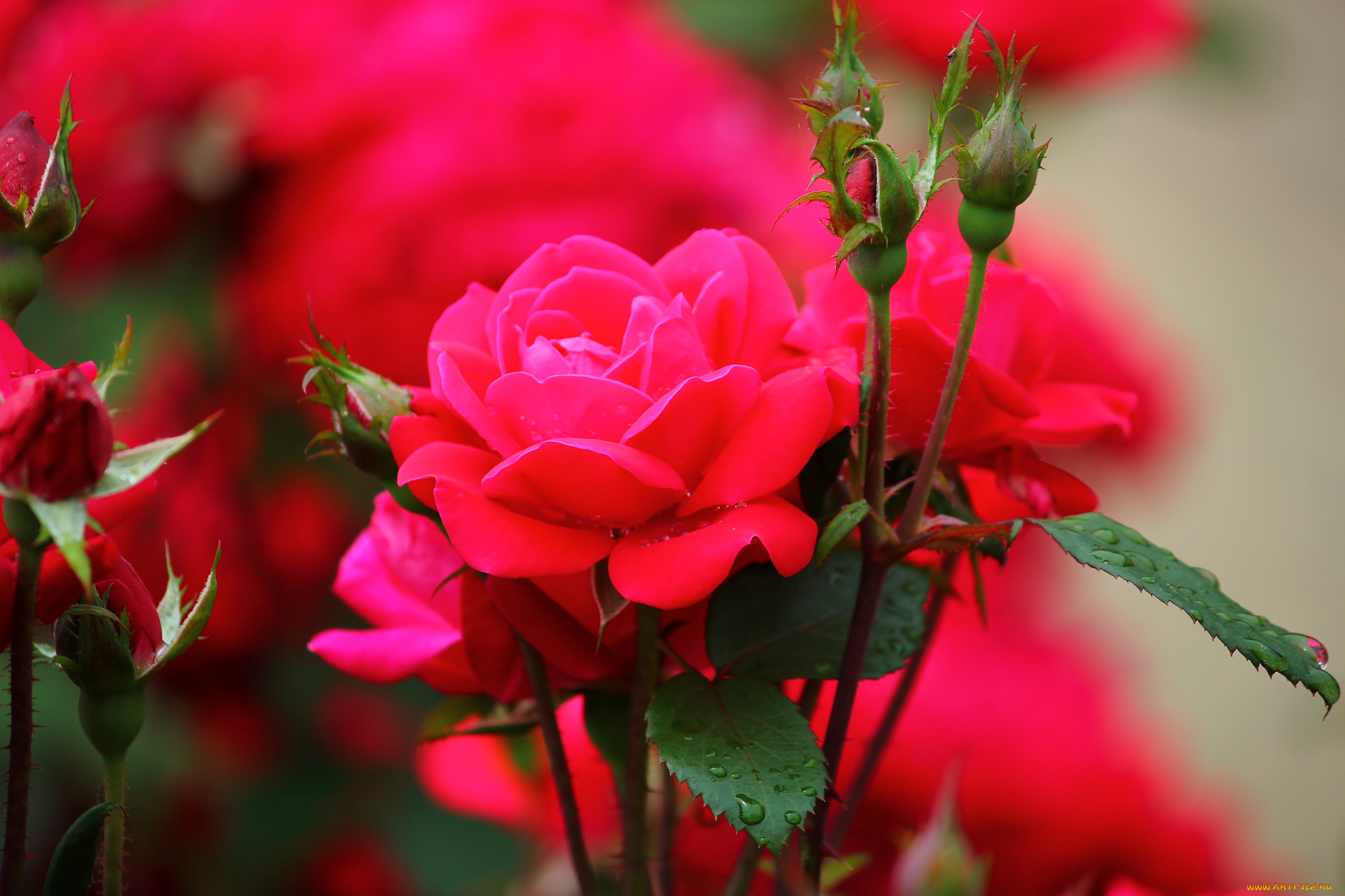 Бесплатные заставки розы на заставку телефона. Красивые розы. Красный цветок. Красно розовые цветы. Картинки на рабочий стол розы.