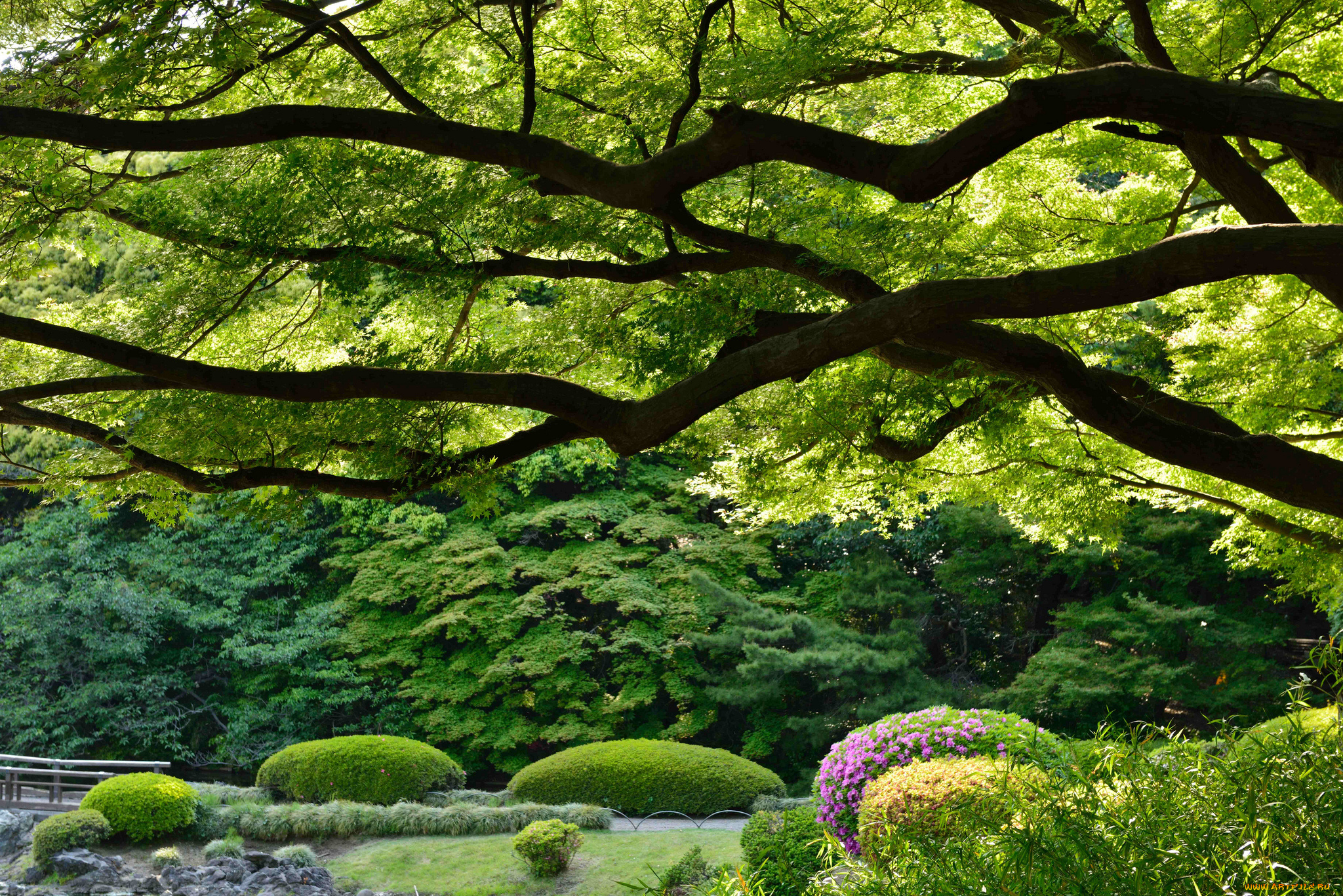 shinjuku, gyoen, national, garden, tokyo, japan, природа, парк, Япония, токио, синдзюку, гёэн