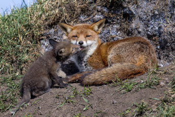 Картинка животные лисы мама малыш любовь