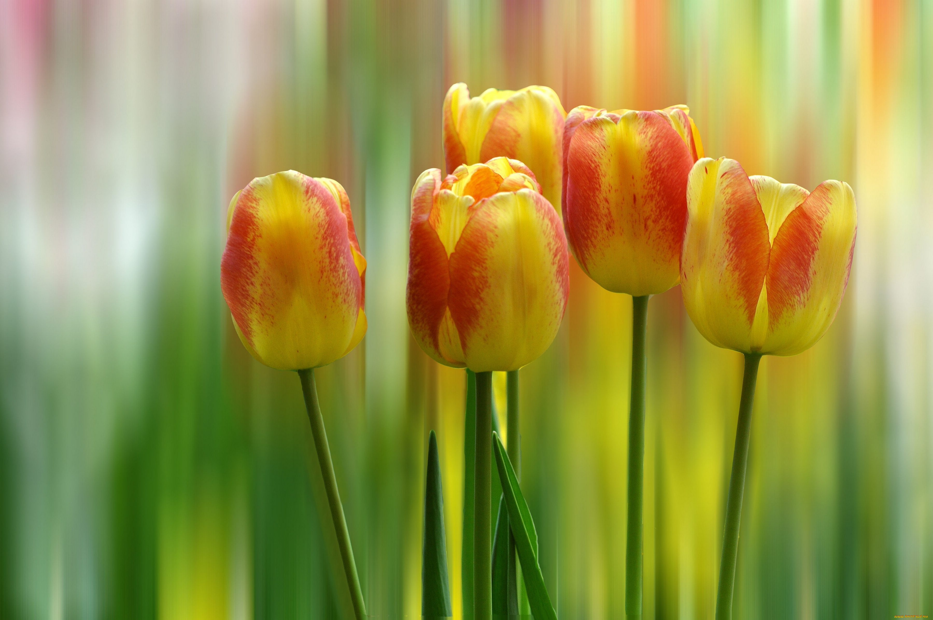 природа цветы желтый тюльпан nature flowers yellow Tulip бесплатно