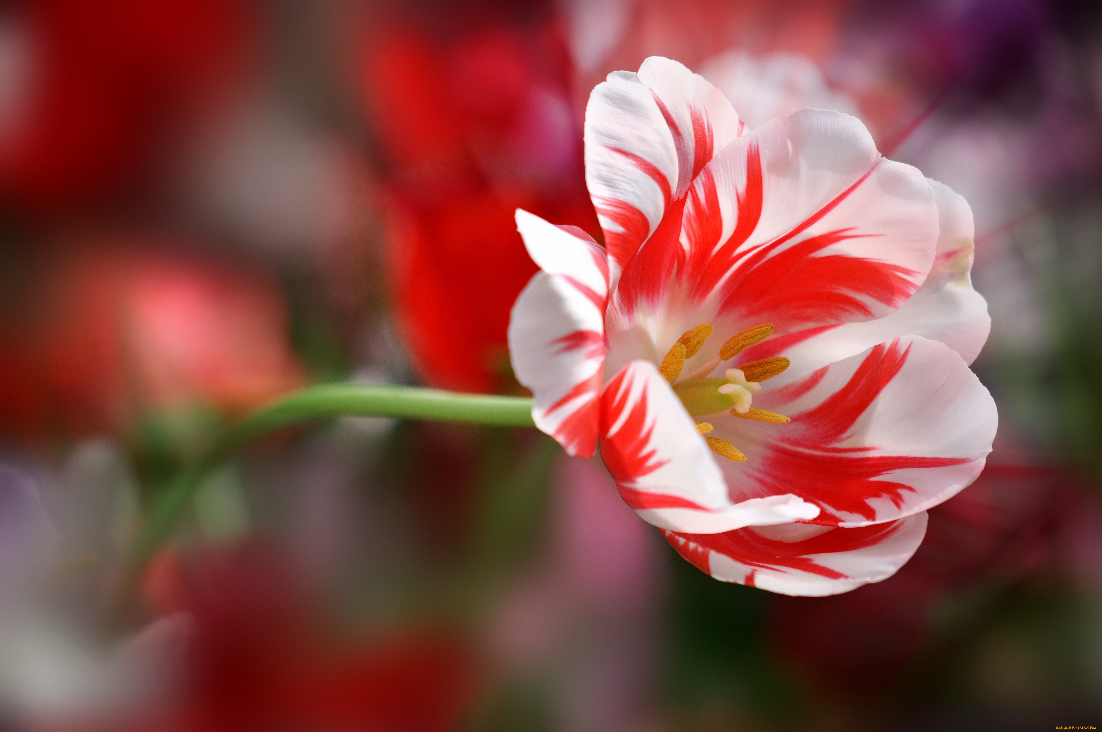 природа цветы красные белые nature flowers red white бесплатно