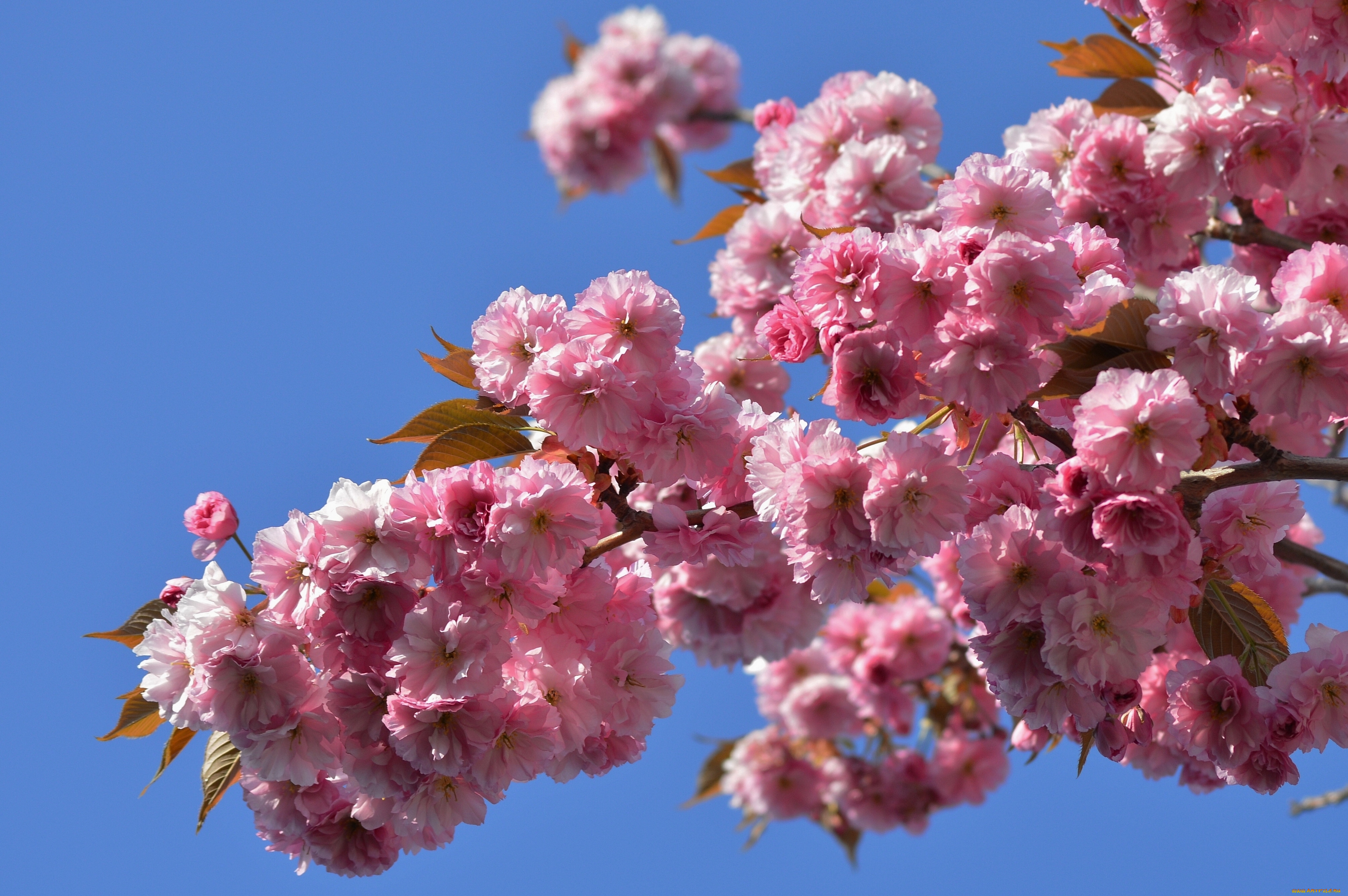 Обои на рабочий стол цветущая. Сакура японская вишня. Хризантема Сакура. Сакура вишня декоративная. Сакура цветение растения.