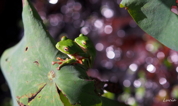 Картинка животные лягушки листок жабки